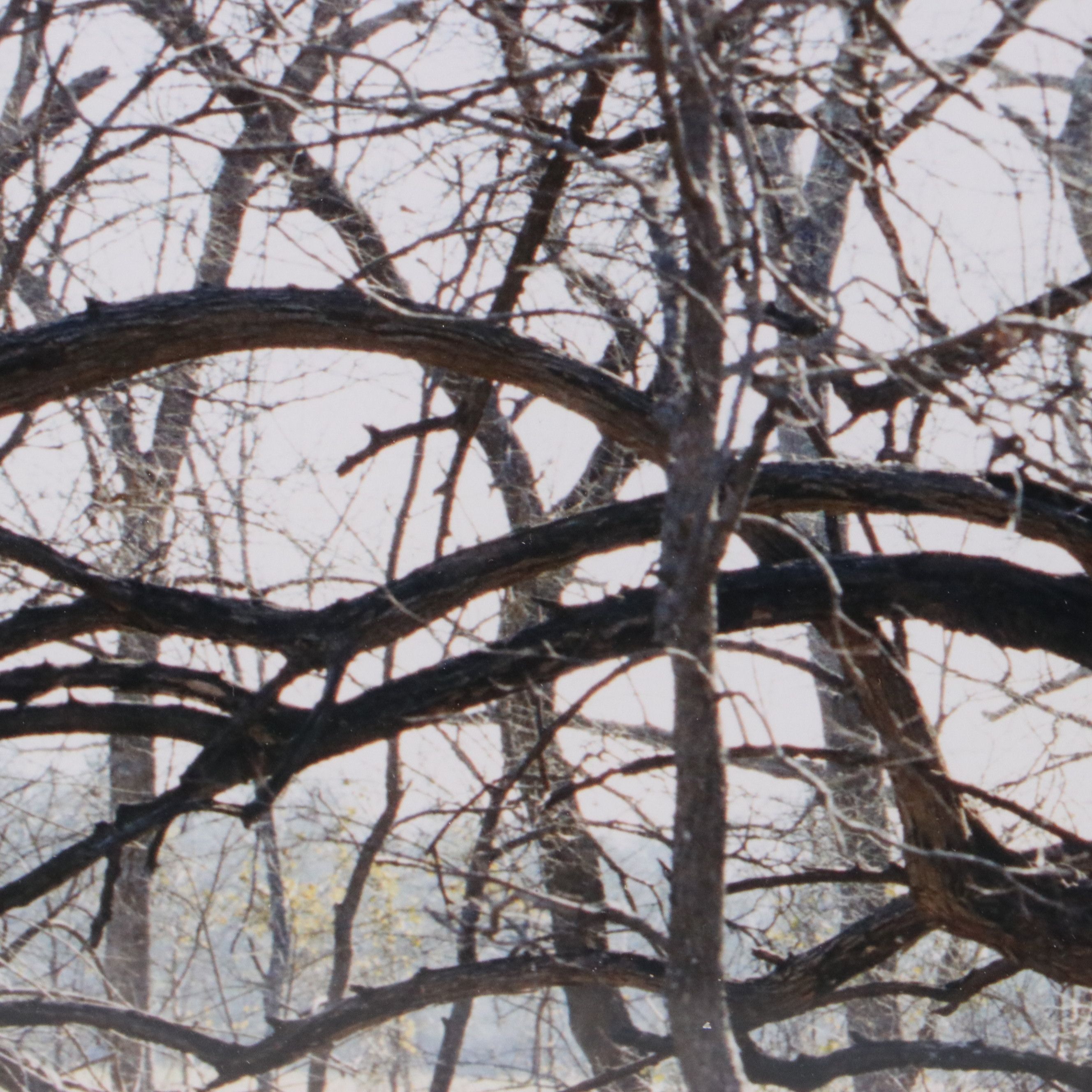 Justine Kurland Chromogenic Print "Tree Climber," 2003