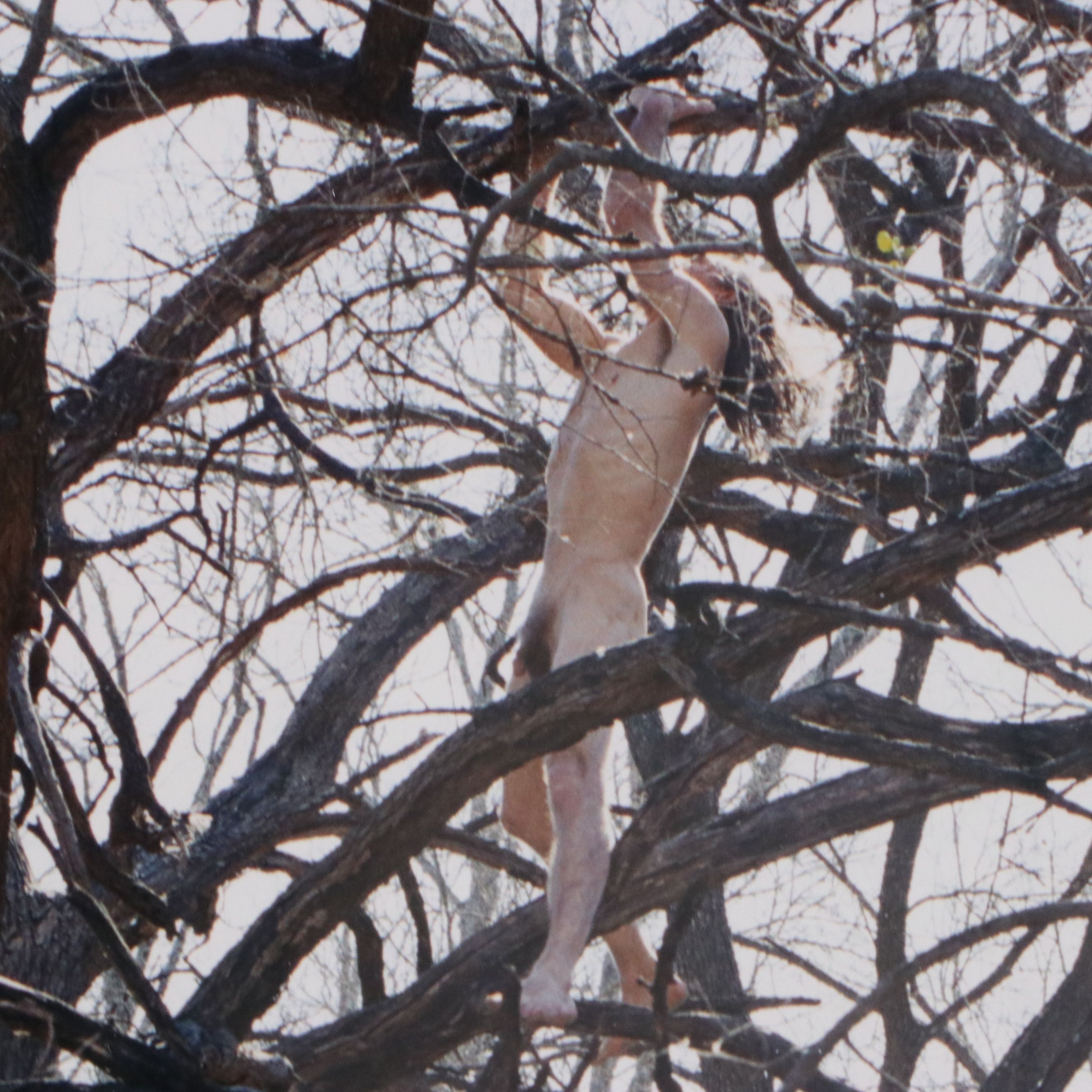 Justine Kurland Chromogenic Print "Tree Climber," 2003