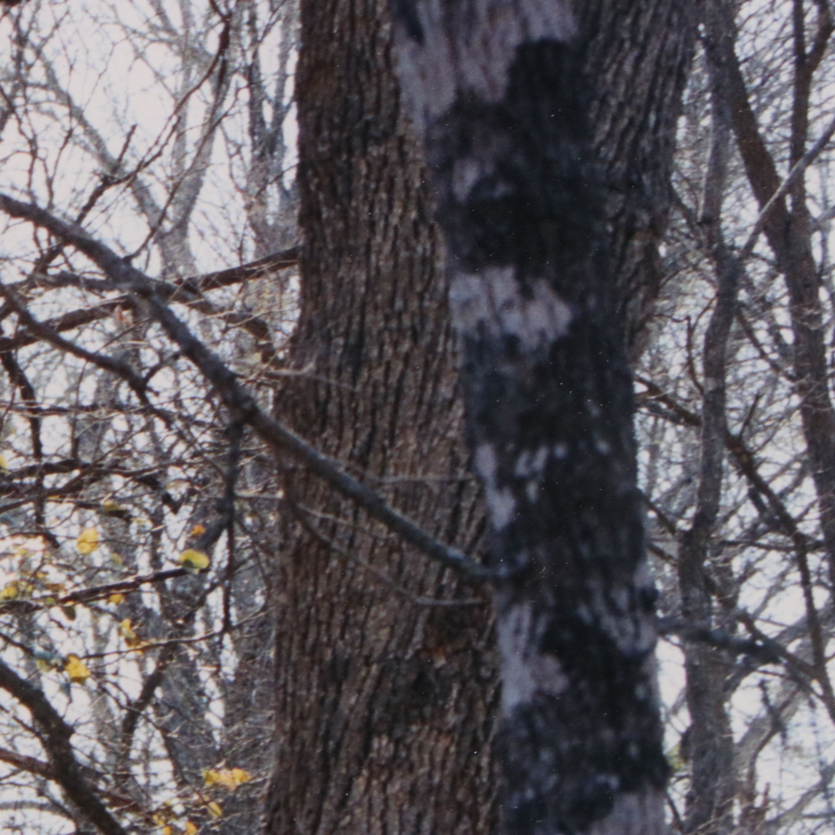 Justine Kurland Chromogenic Print "Tree Climber," 2003