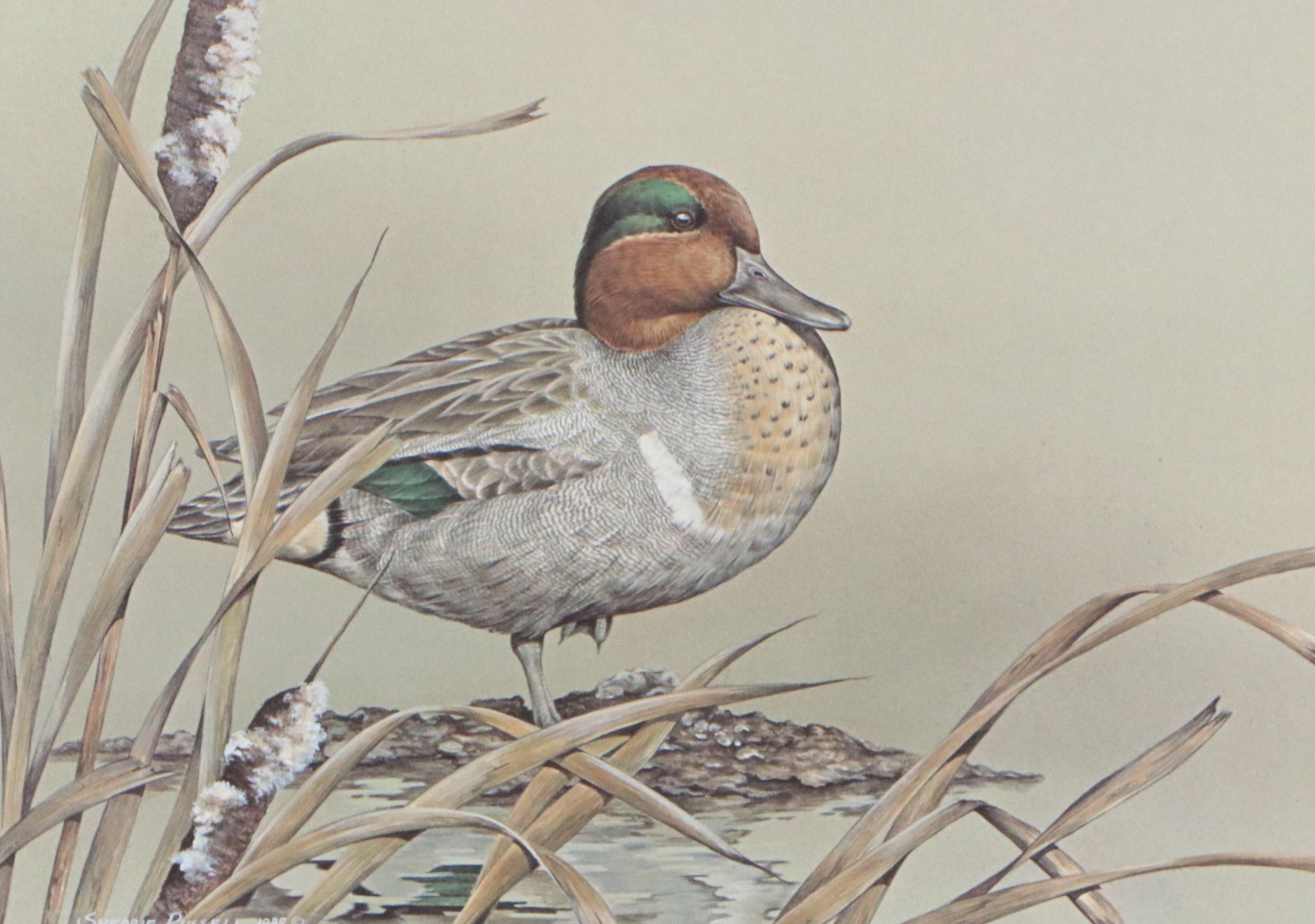 David Smith Arizona Duck Stamp Print with Stamp and More, 1987
