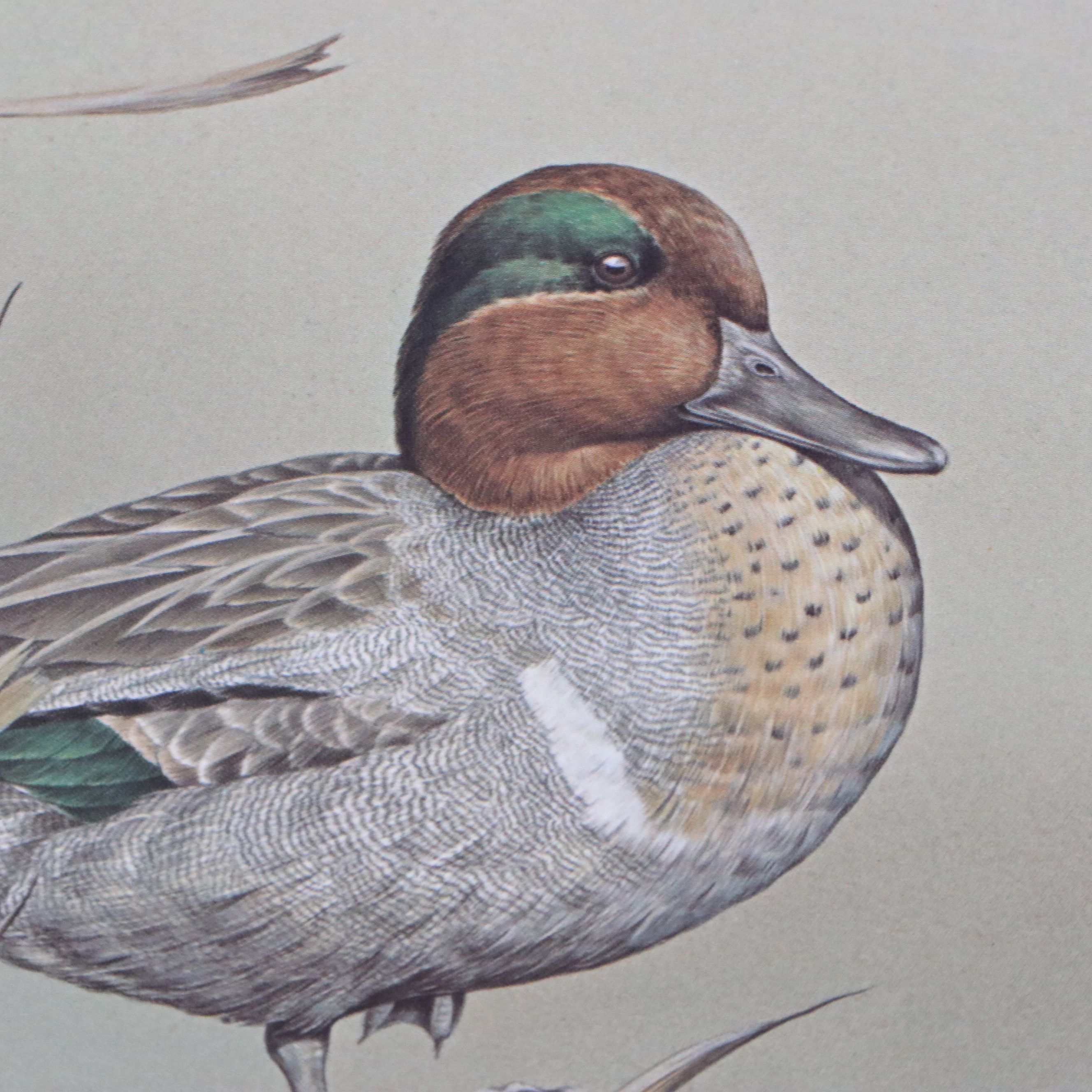David Smith Arizona Duck Stamp Print with Stamp and More, 1987