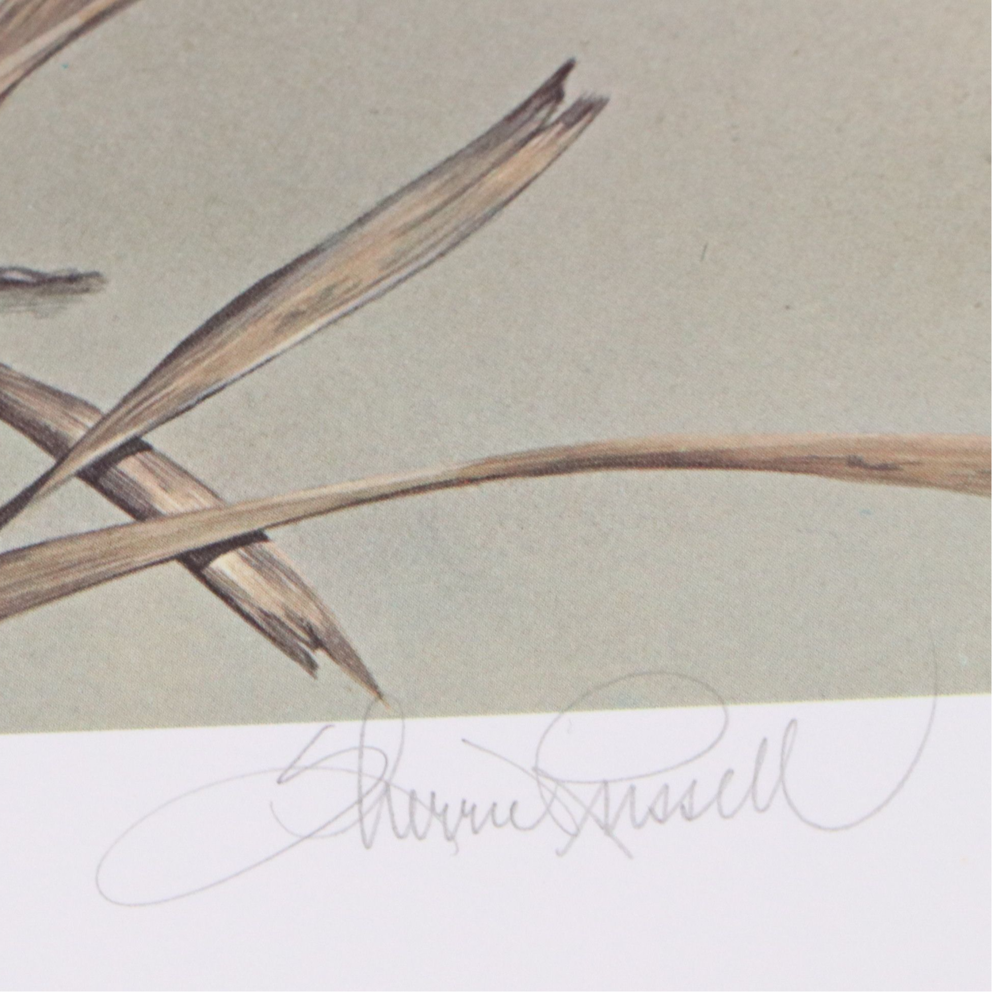 David Smith Arizona Duck Stamp Print with Stamp and More, 1987