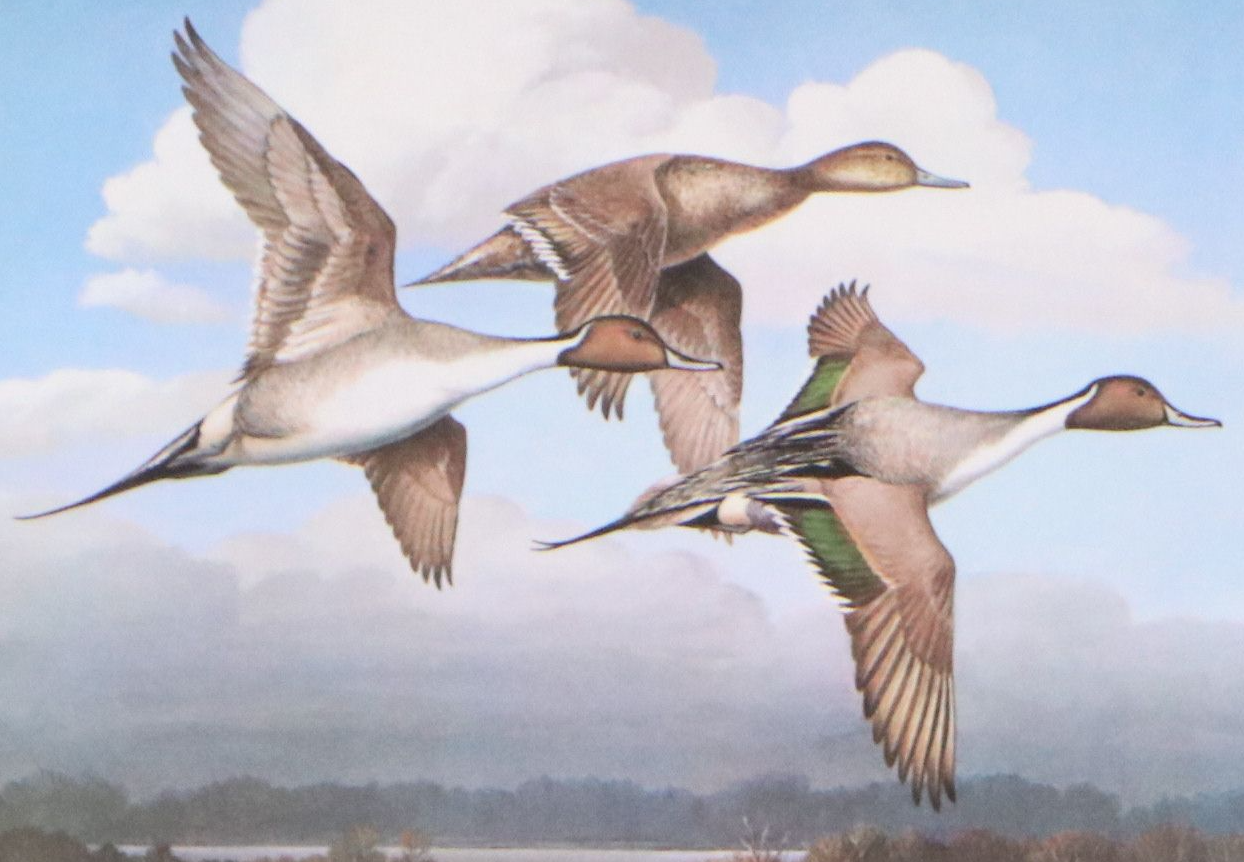 David Smith Arizona Duck Stamp Print with Stamp and More, 1987