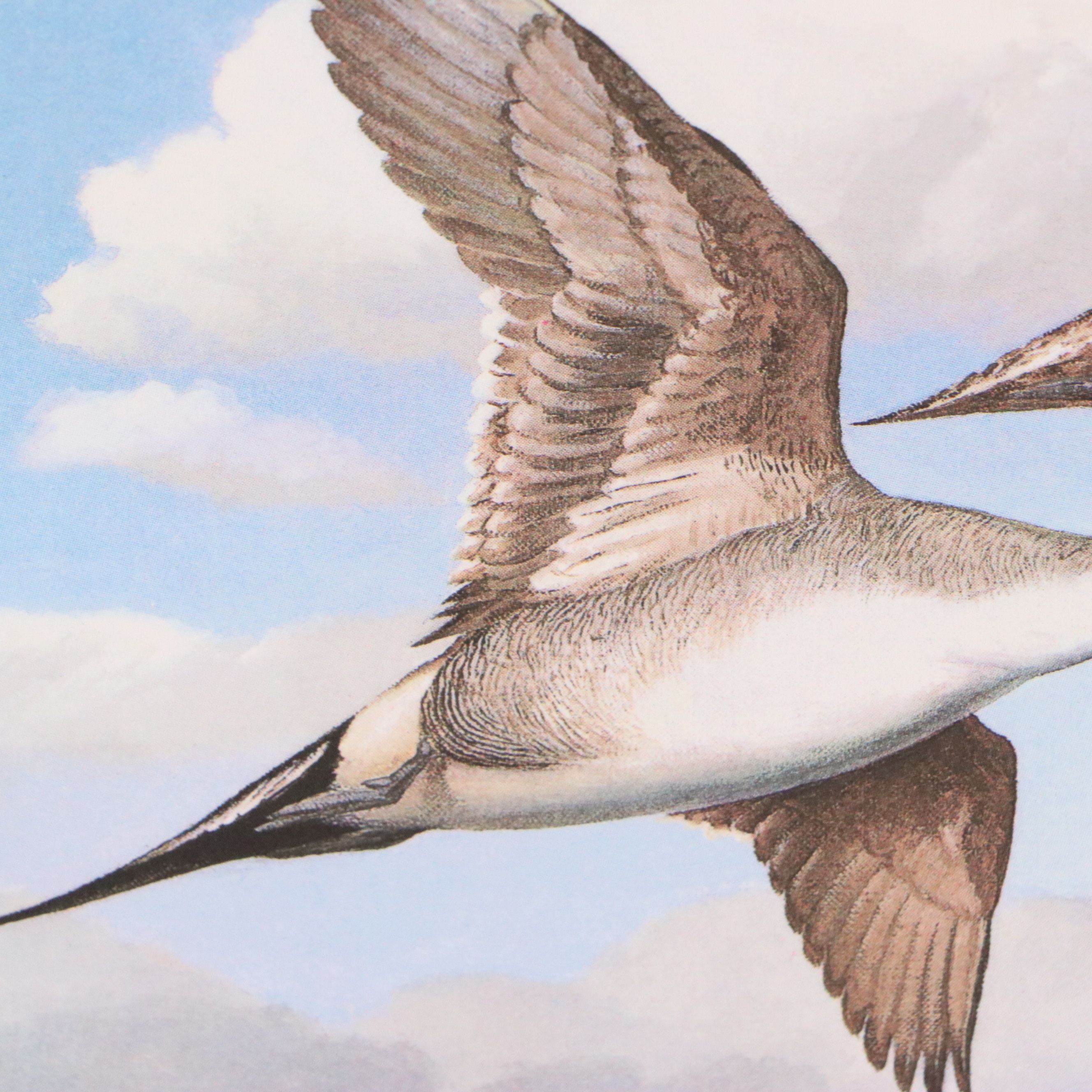 David Smith Arizona Duck Stamp Print with Stamp and More, 1987