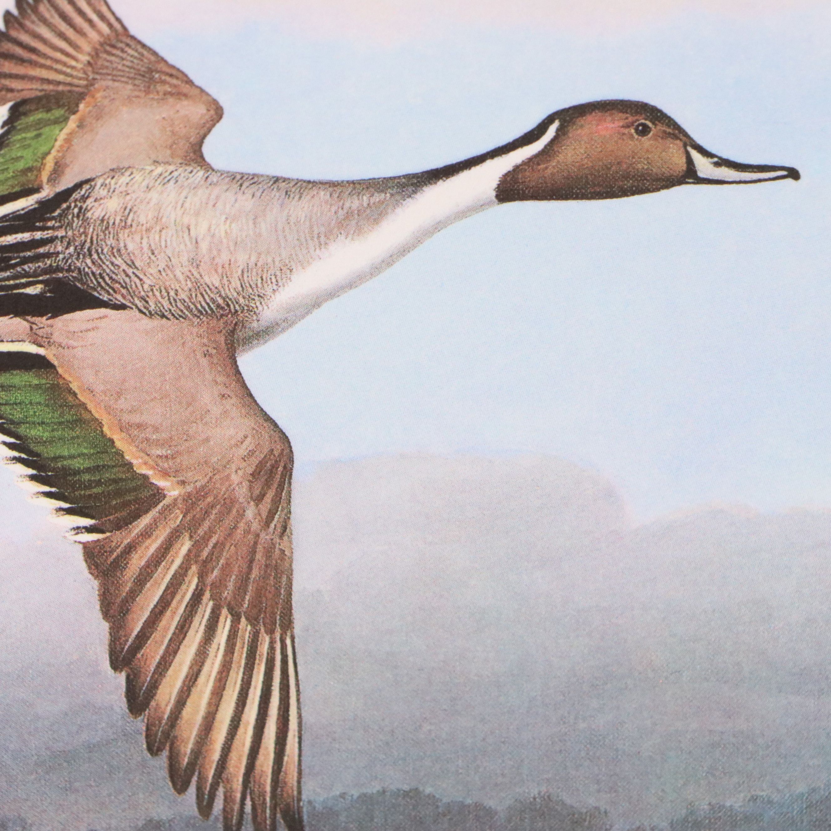 David Smith Arizona Duck Stamp Print with Stamp and More, 1987