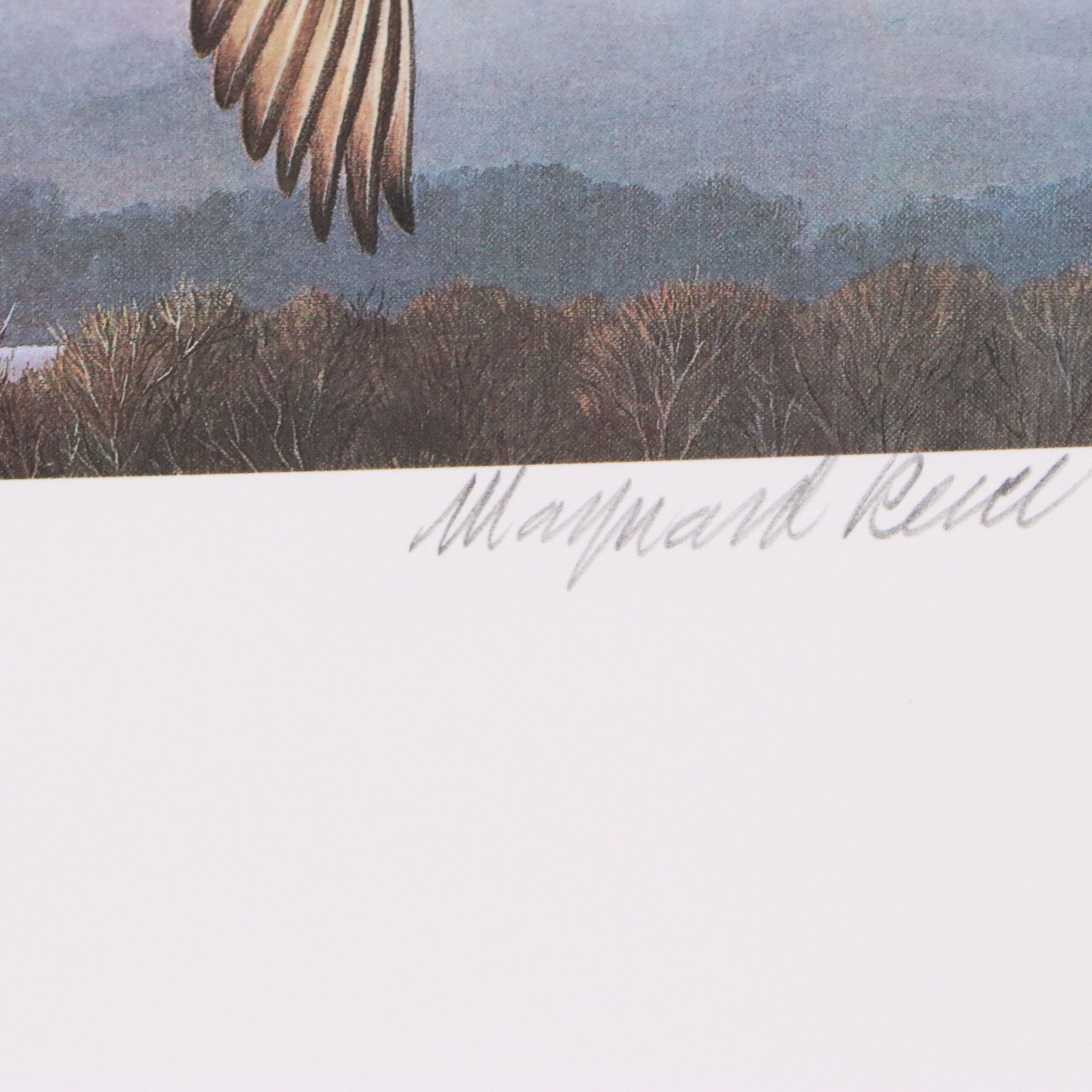 David Smith Arizona Duck Stamp Print with Stamp and More, 1987