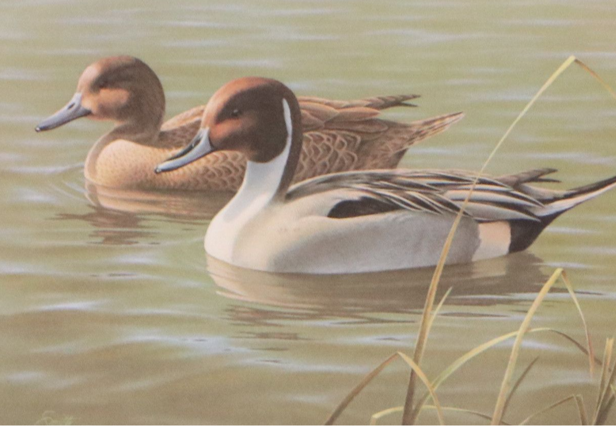 David Smith Arizona Duck Stamp Print with Stamp and More, 1987