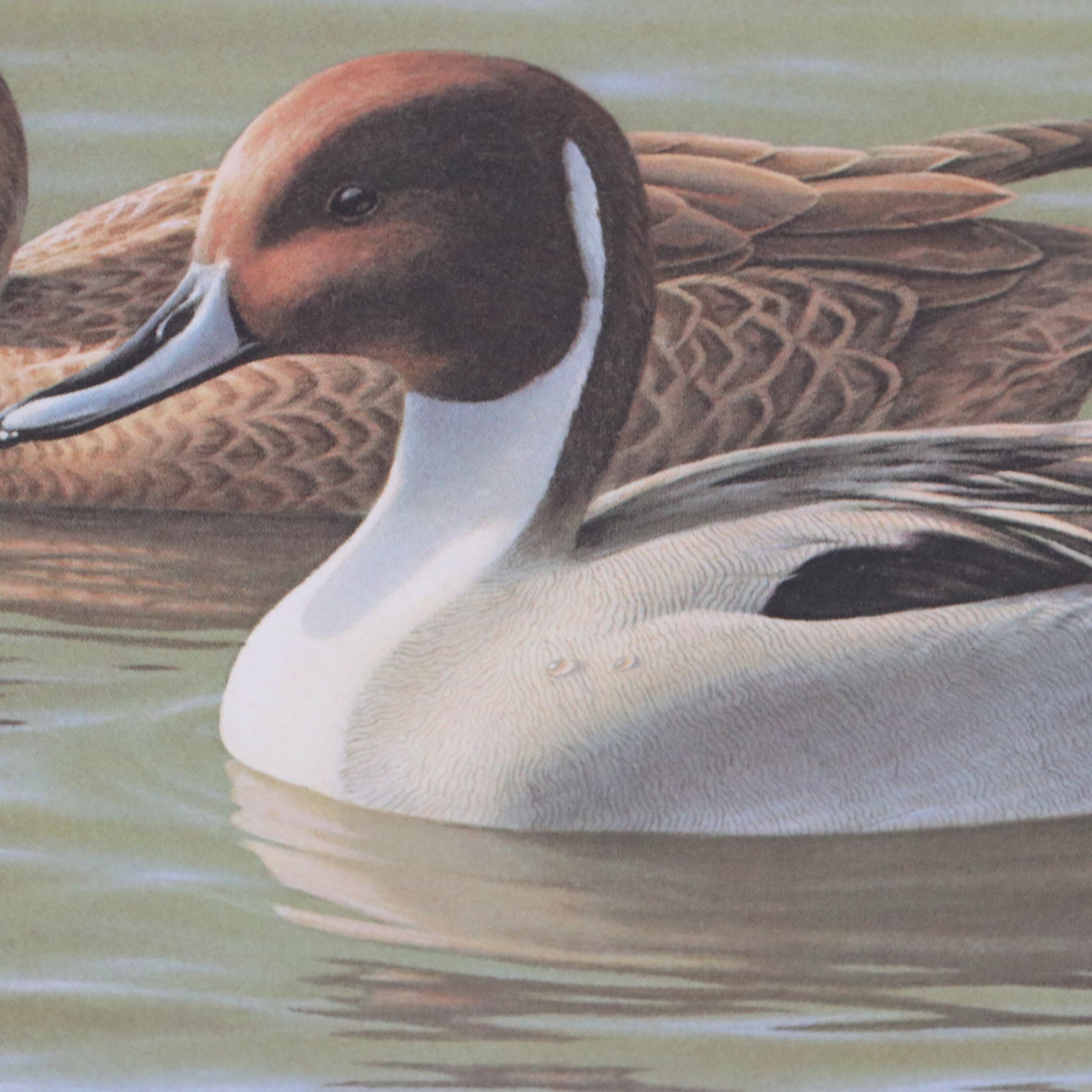 David Smith Arizona Duck Stamp Print with Stamp and More, 1987