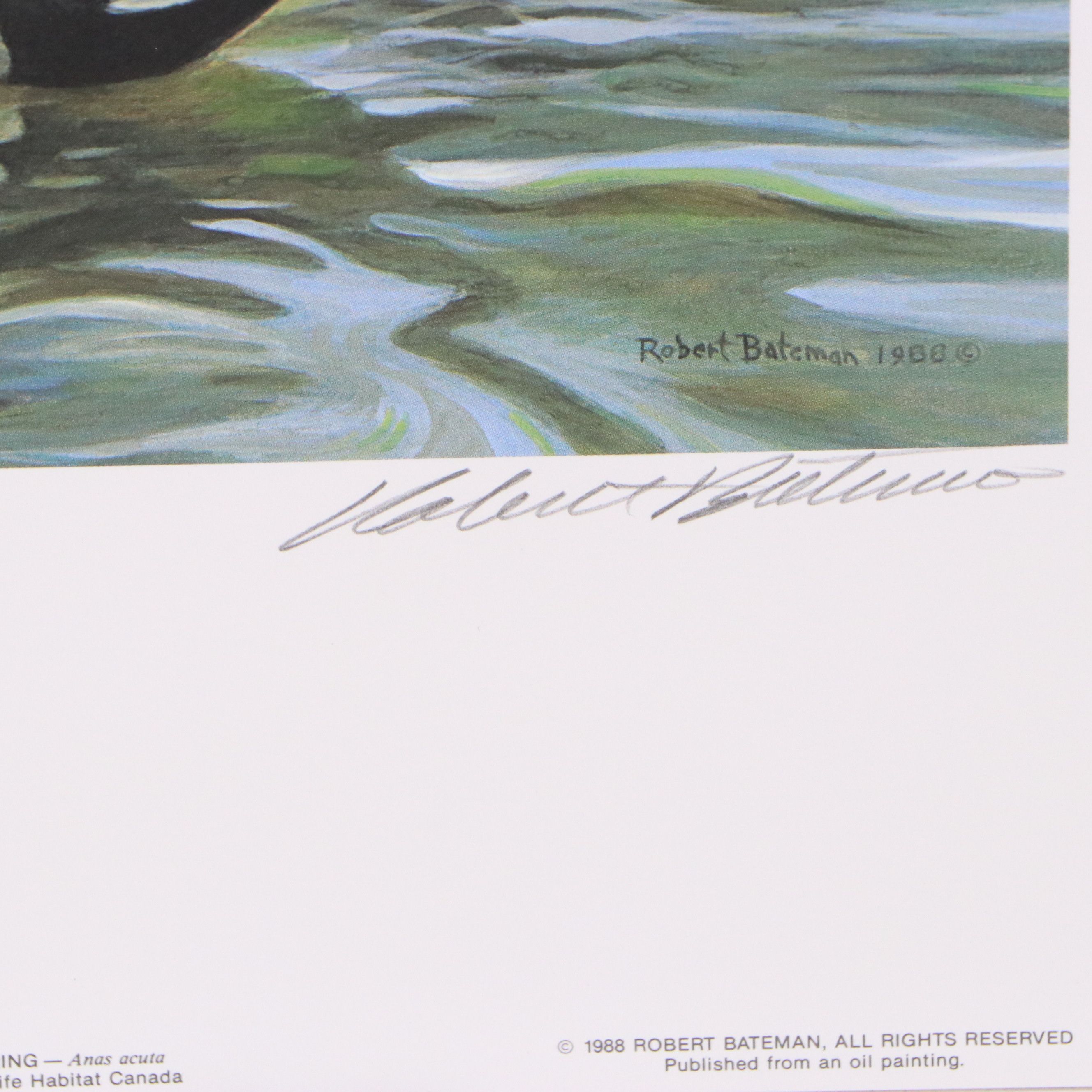 Isabel Levesque Canadian Geese Stamp Print with Stamp and More, 1986