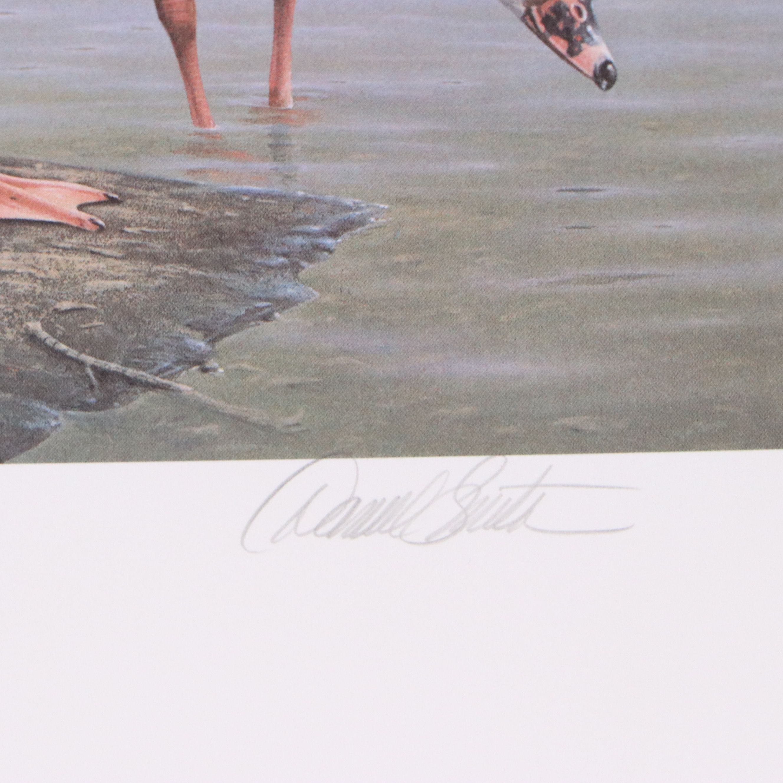 Keith Warrick Washington Duck Stamp Print with Stamp and More, 1986