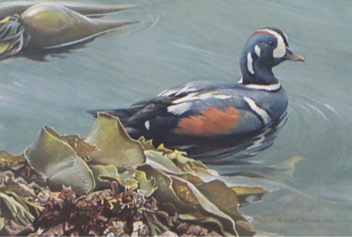 Keith Warrick Washington Duck Stamp Print with Stamp and More, 1986