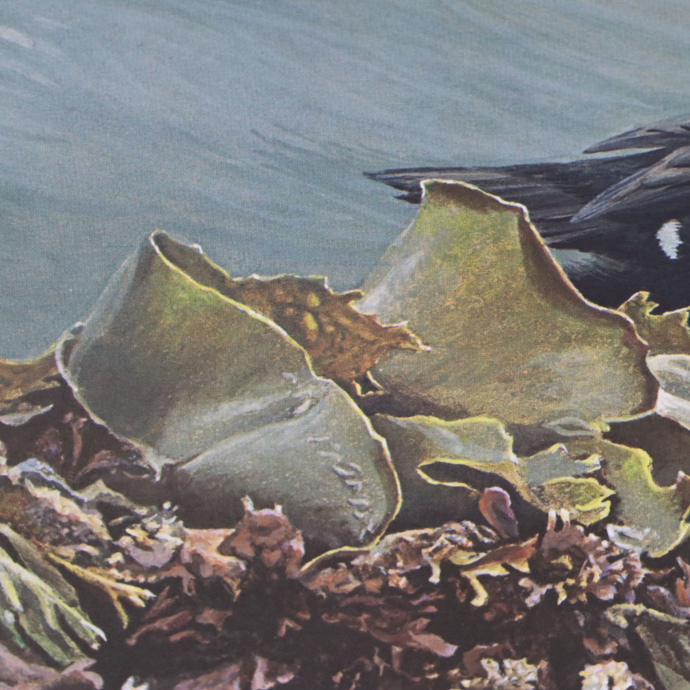 Keith Warrick Washington Duck Stamp Print with Stamp and More, 1986