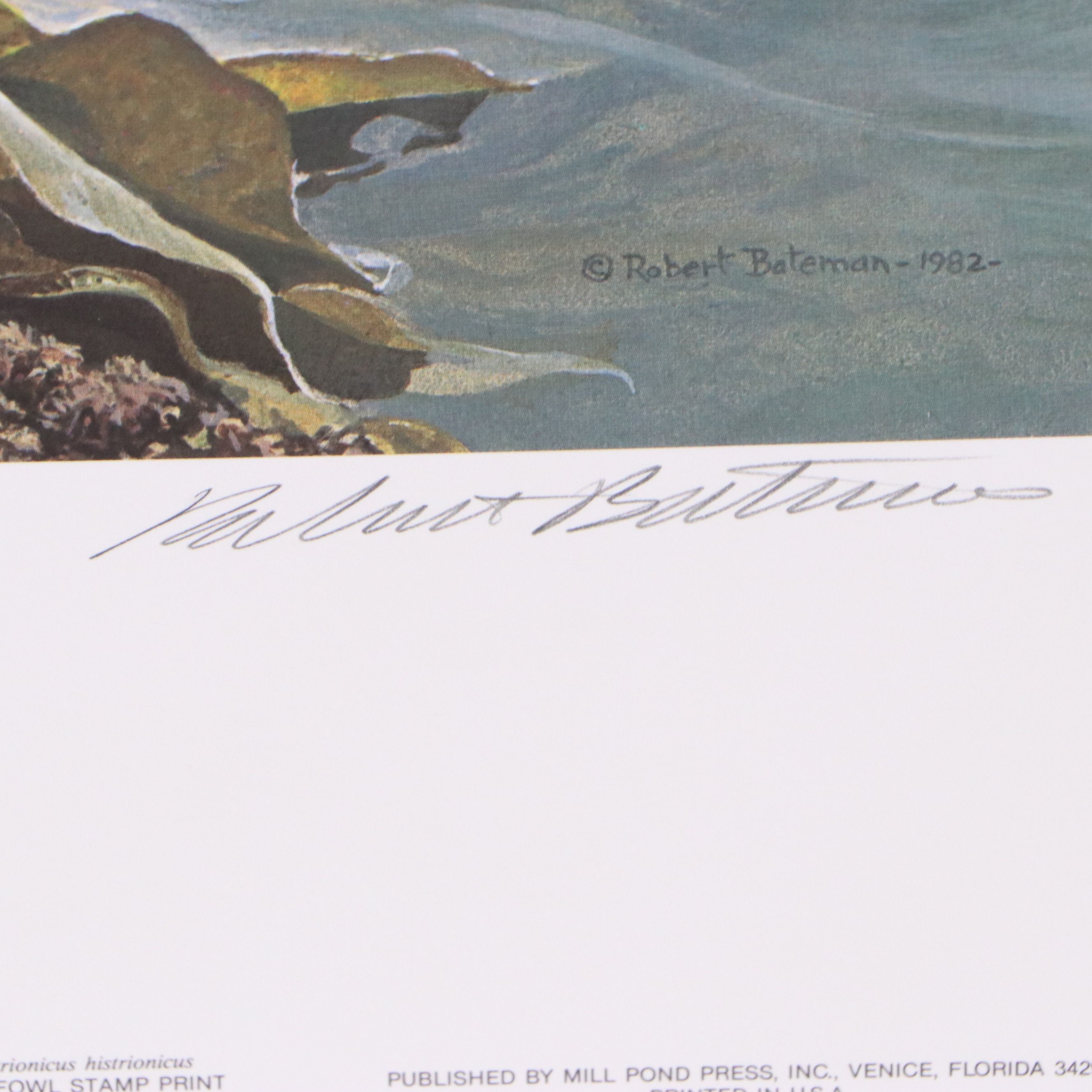 Keith Warrick Washington Duck Stamp Print with Stamp and More, 1986