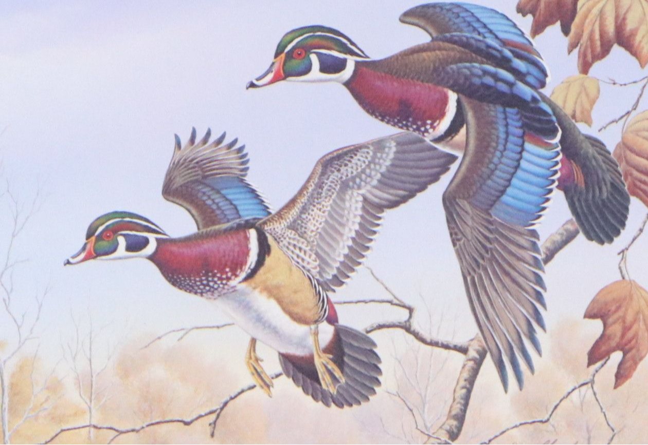 Dave Chapple Kentucky Duck Stamp Print with Stamp and More, 1986