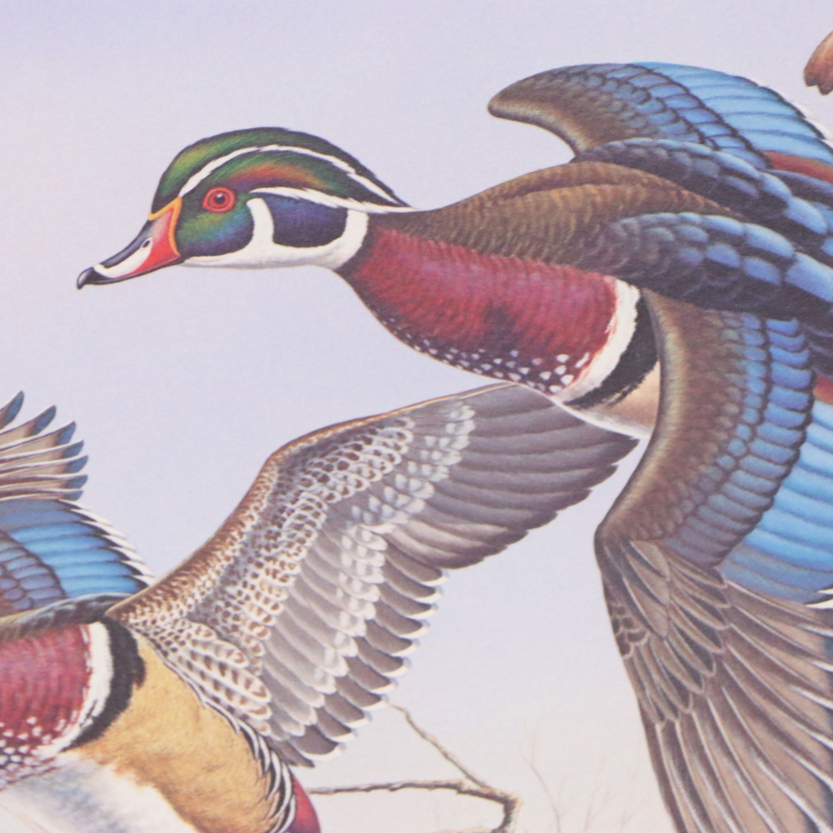 Dave Chapple Kentucky Duck Stamp Print with Stamp and More, 1986