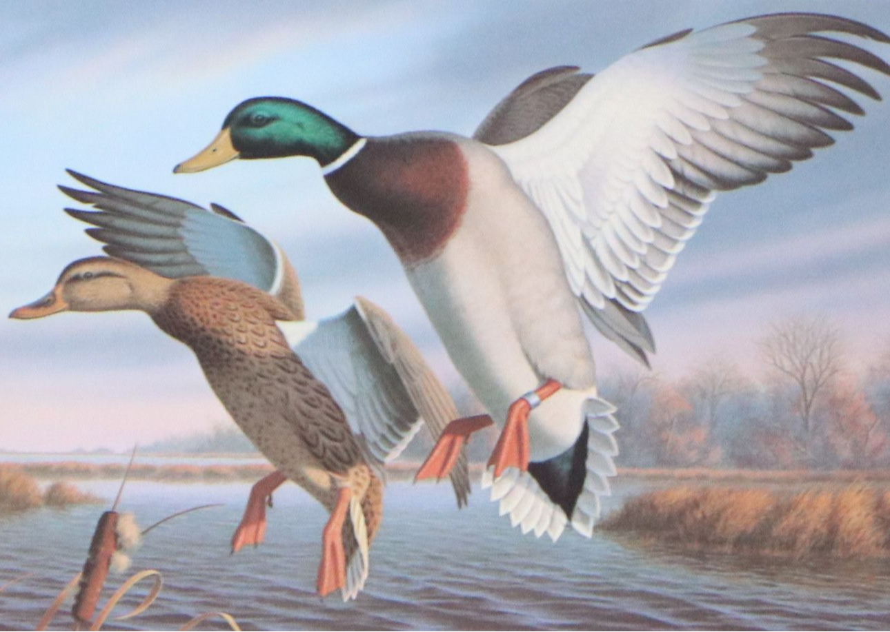 Dave Chapple Kentucky Duck Stamp Print with Stamp and More, 1986