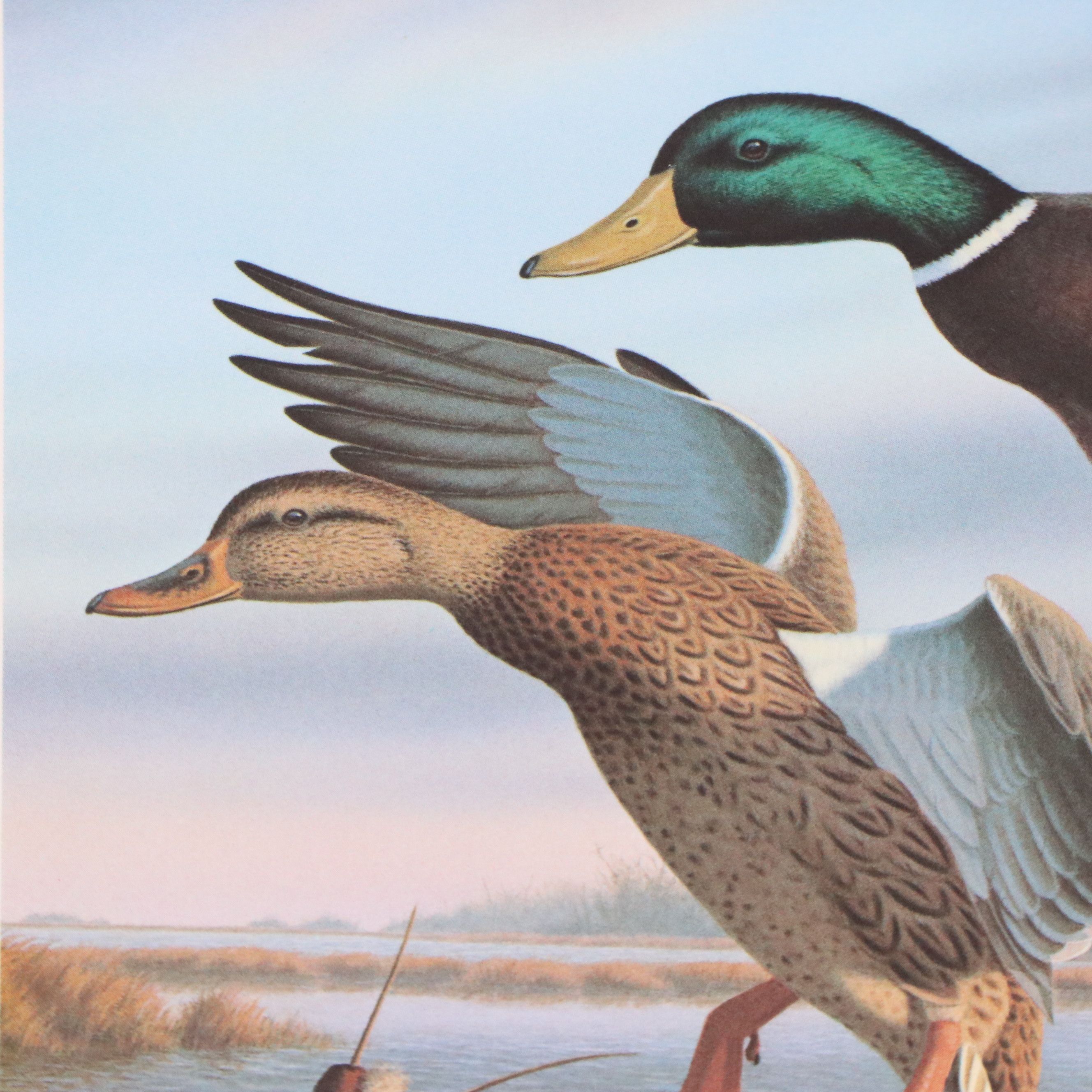 Dave Chapple Kentucky Duck Stamp Print with Stamp and More, 1986