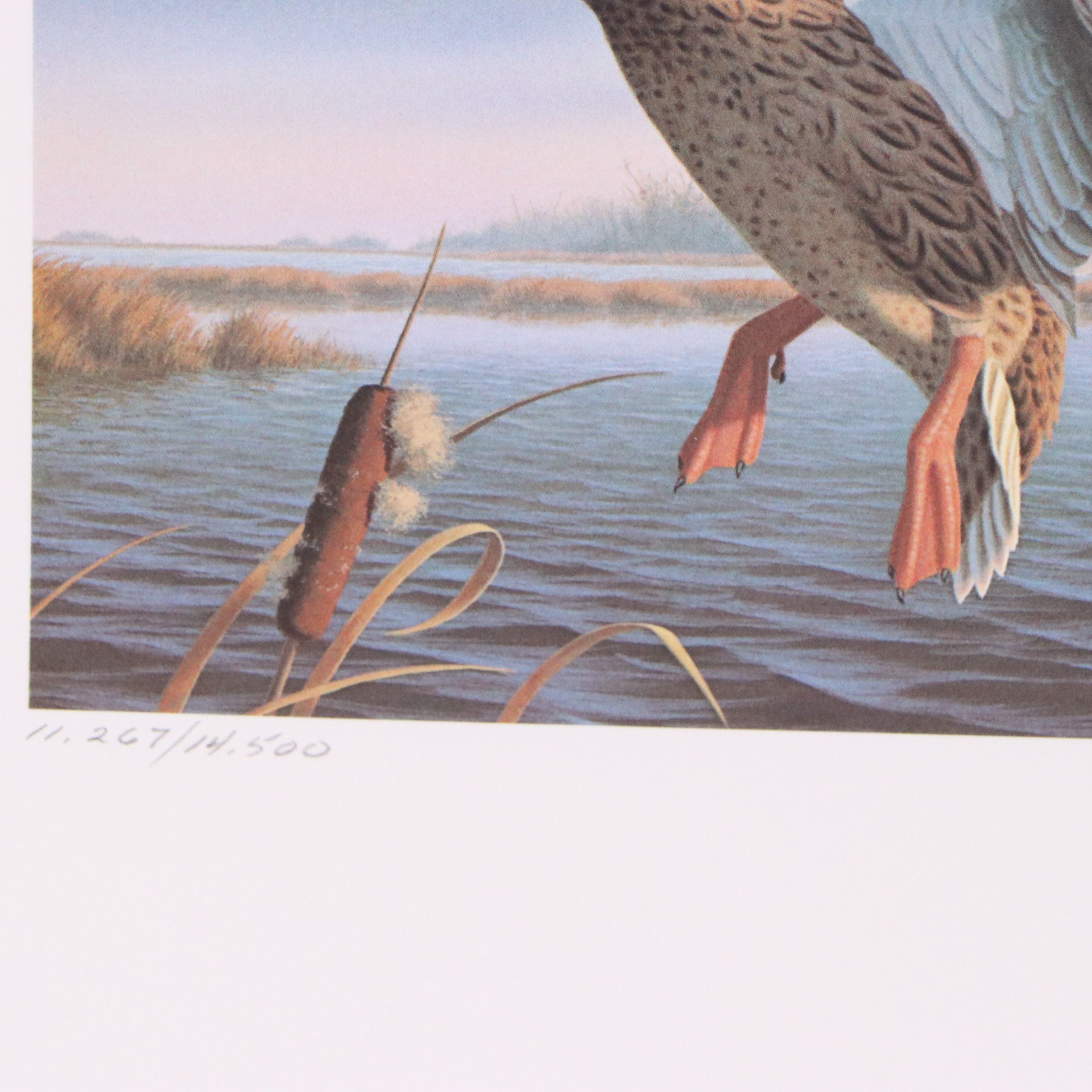 Dave Chapple Kentucky Duck Stamp Print with Stamp and More, 1986