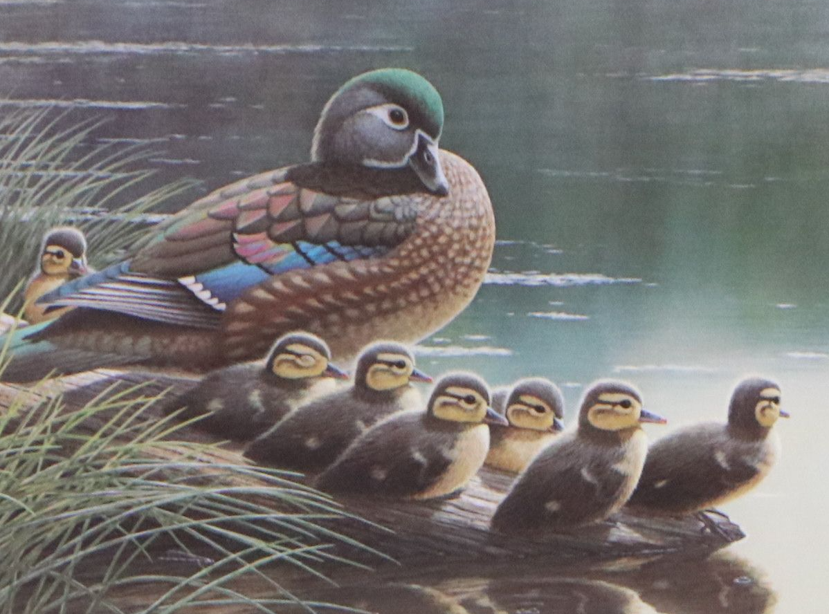 Dave Chapple Kentucky Duck Stamp Print with Stamp and More, 1986