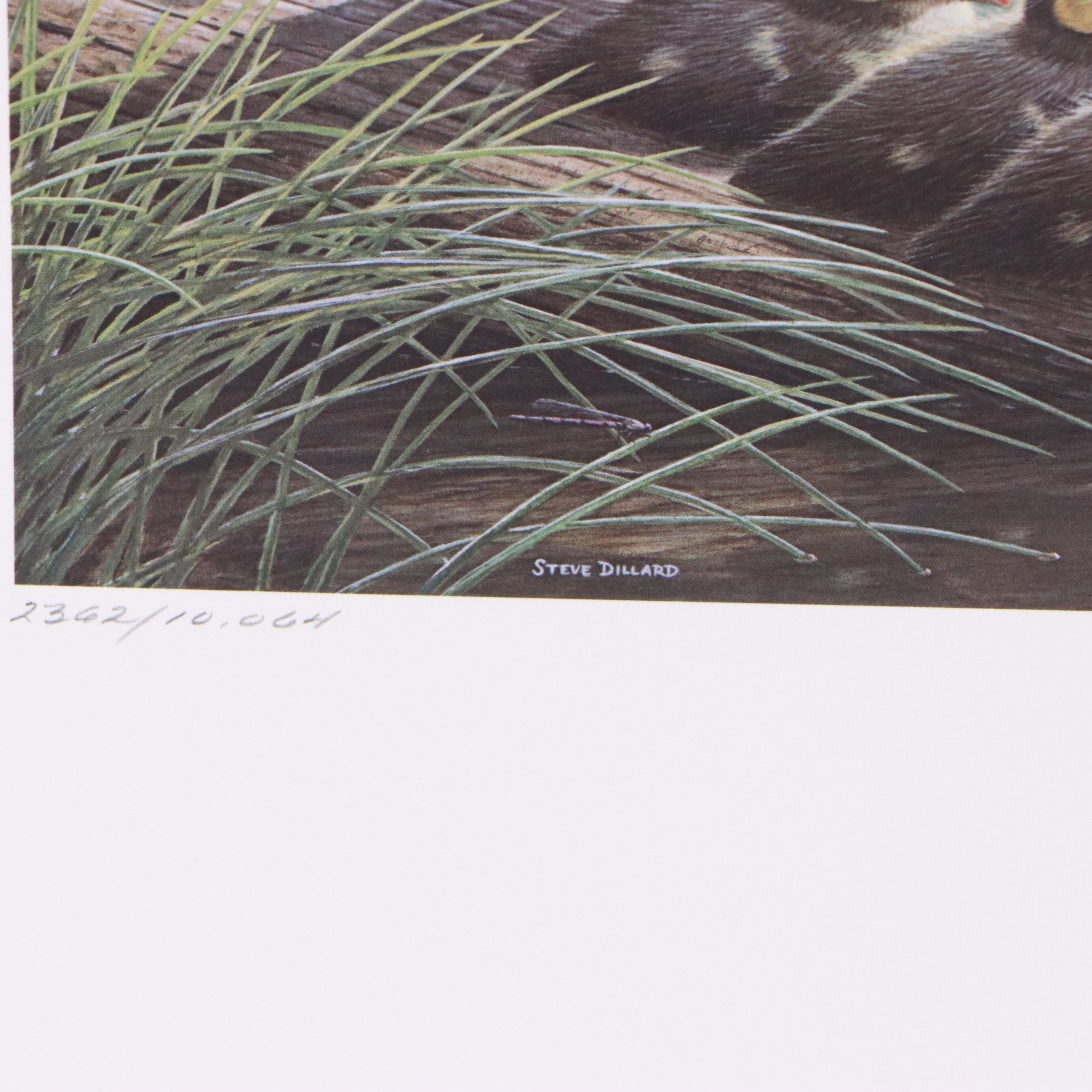 Dave Chapple Kentucky Duck Stamp Print with Stamp and More, 1986