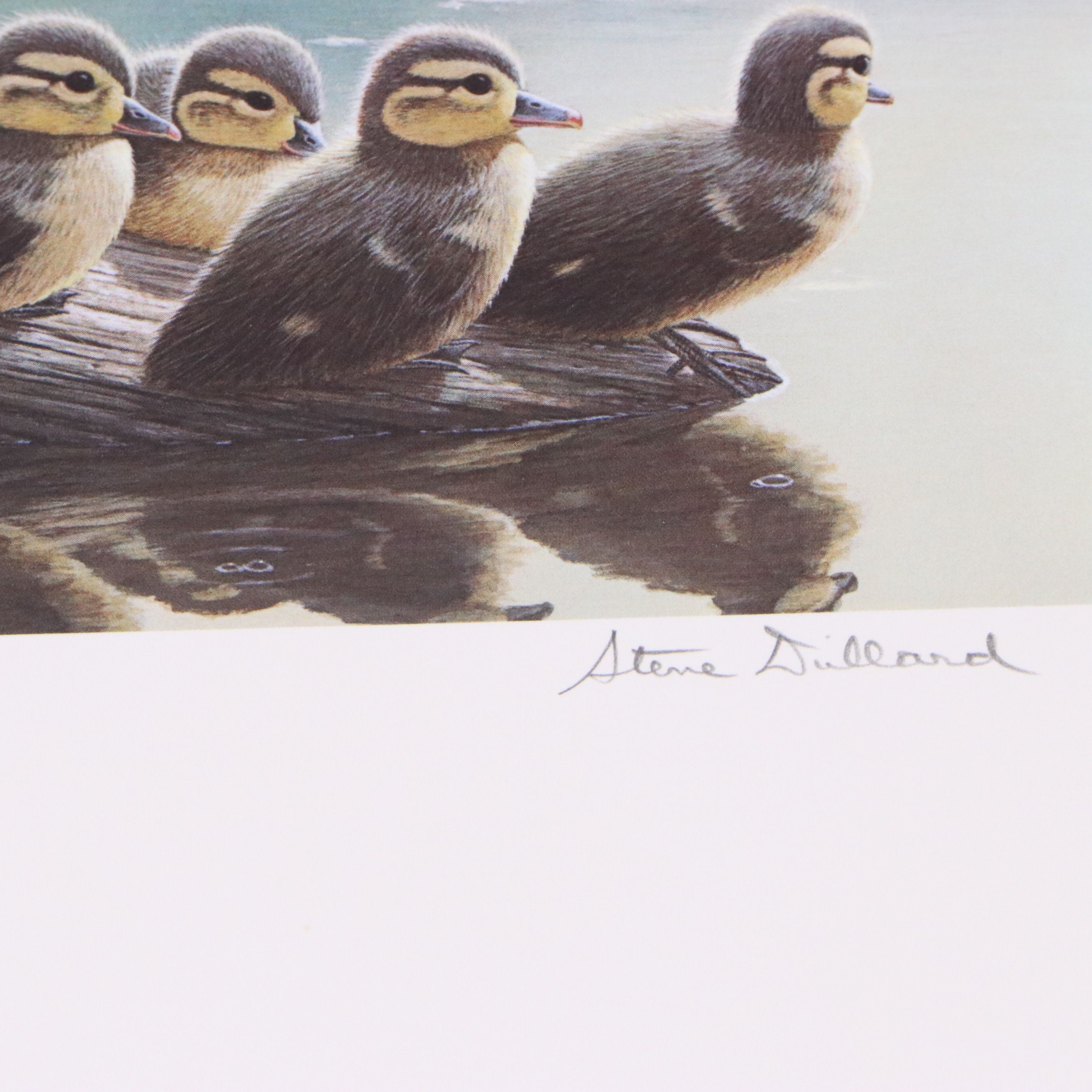 Dave Chapple Kentucky Duck Stamp Print with Stamp and More, 1986