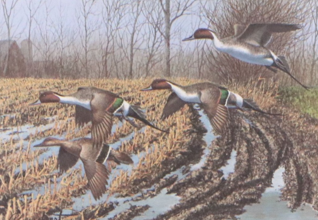 Migratory Bird Conservation Stamps and Offset Lithographs, 1980s