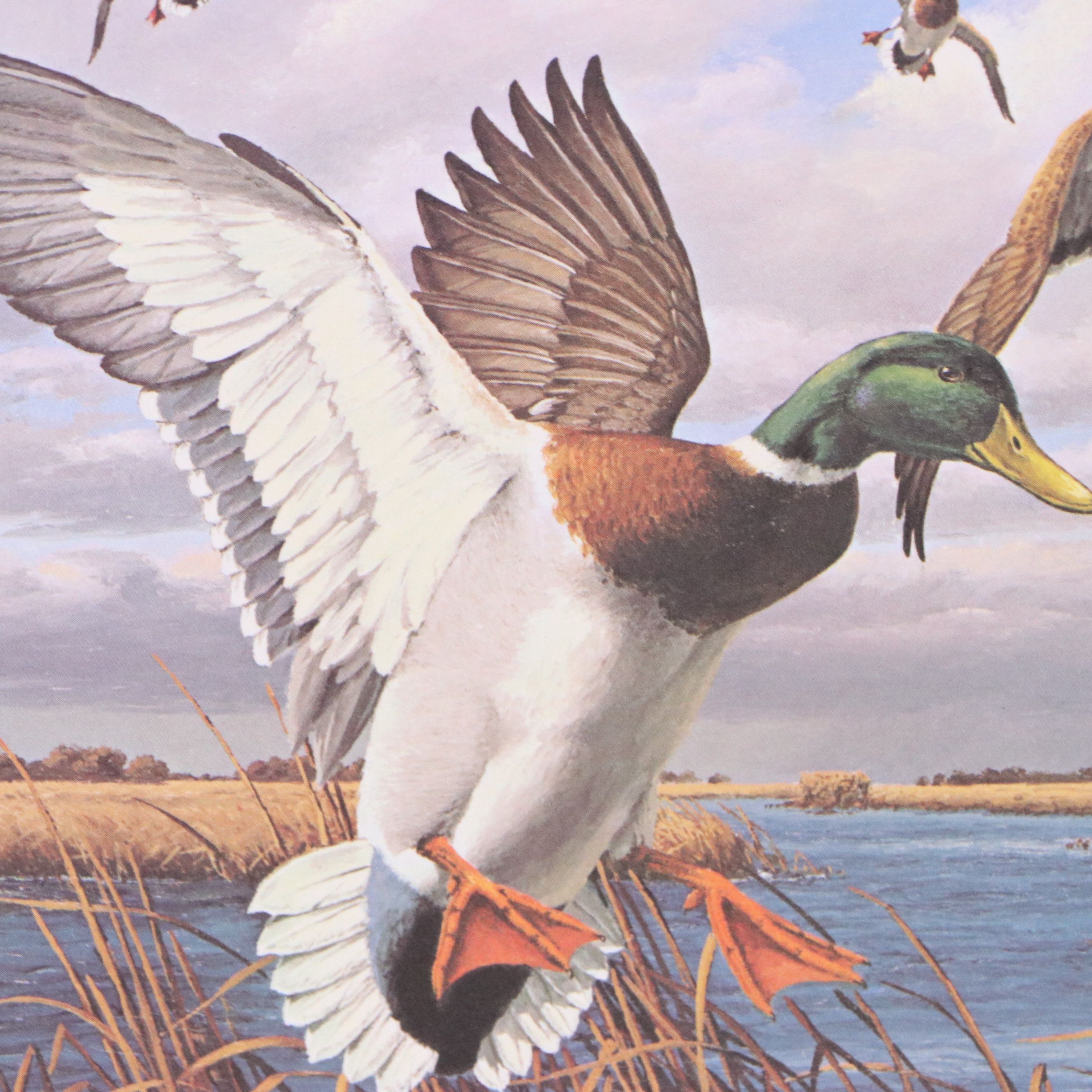 Migratory Bird Conservation Stamps and Offset Lithographs, 1980s