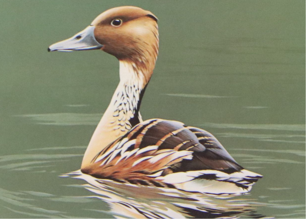 Migratory Bird Conservation Offset Lithographs and Stamps, 1980s