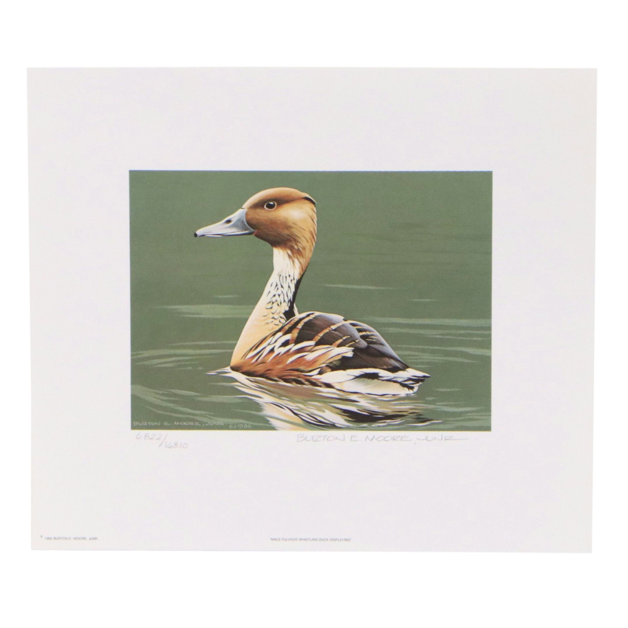 Burton E. Moore and Neal Anderson Offset Lithograph Duck Stamp Prints