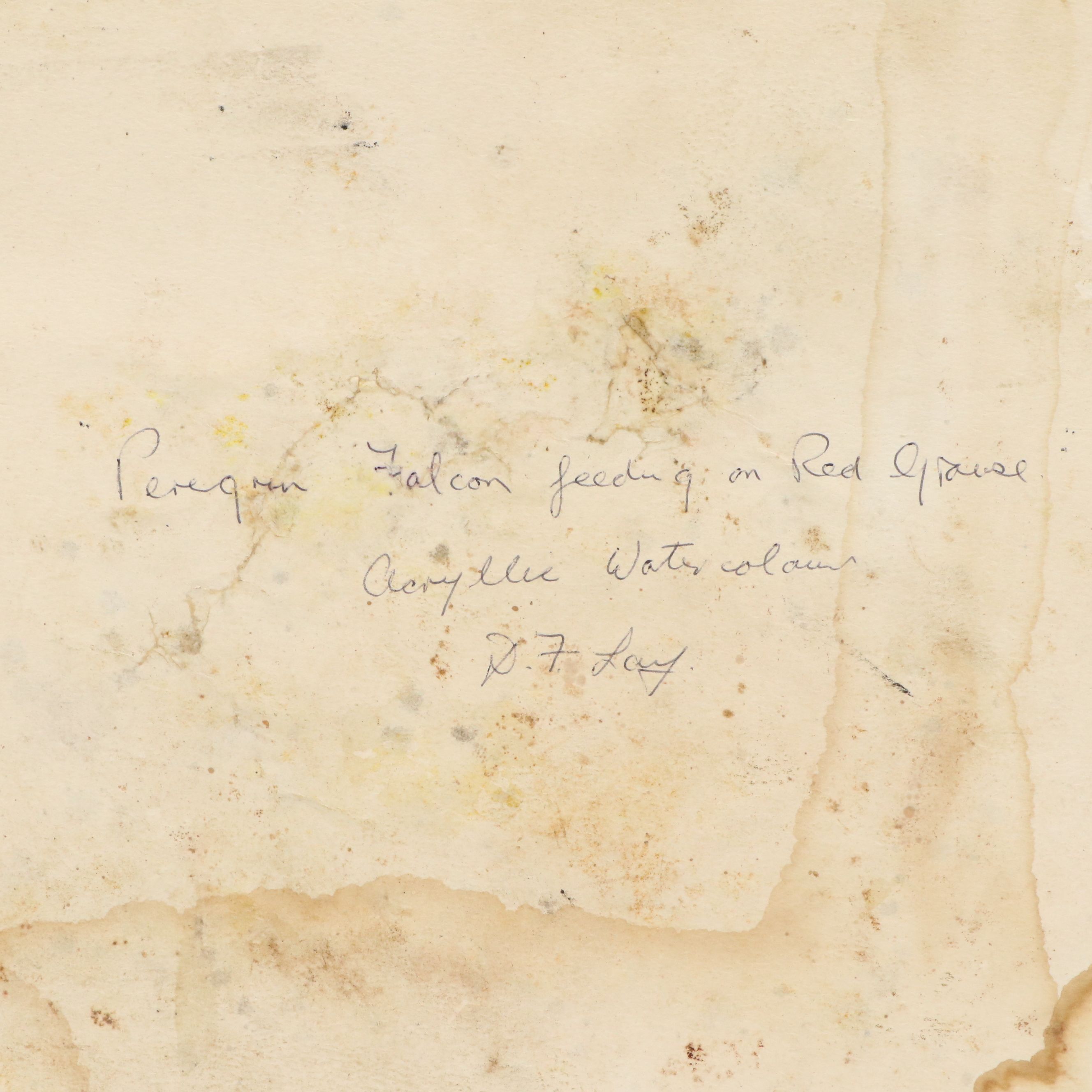 D. F. Lay Watercolor Painting of Peregrine Falcon Feeding on Red Grouse