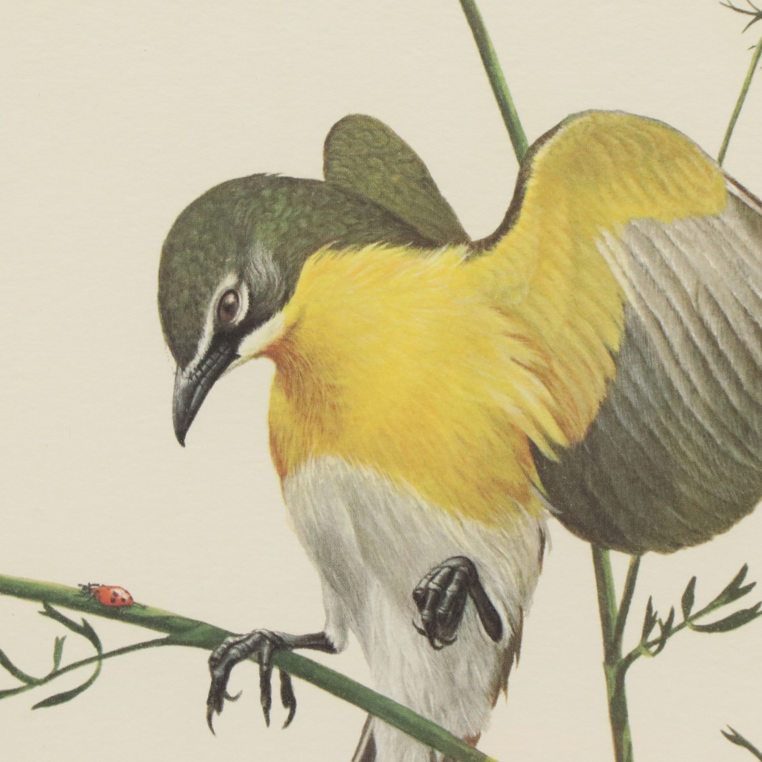Ray Harm Offset Lithograph "Yellow-breasted Chat"