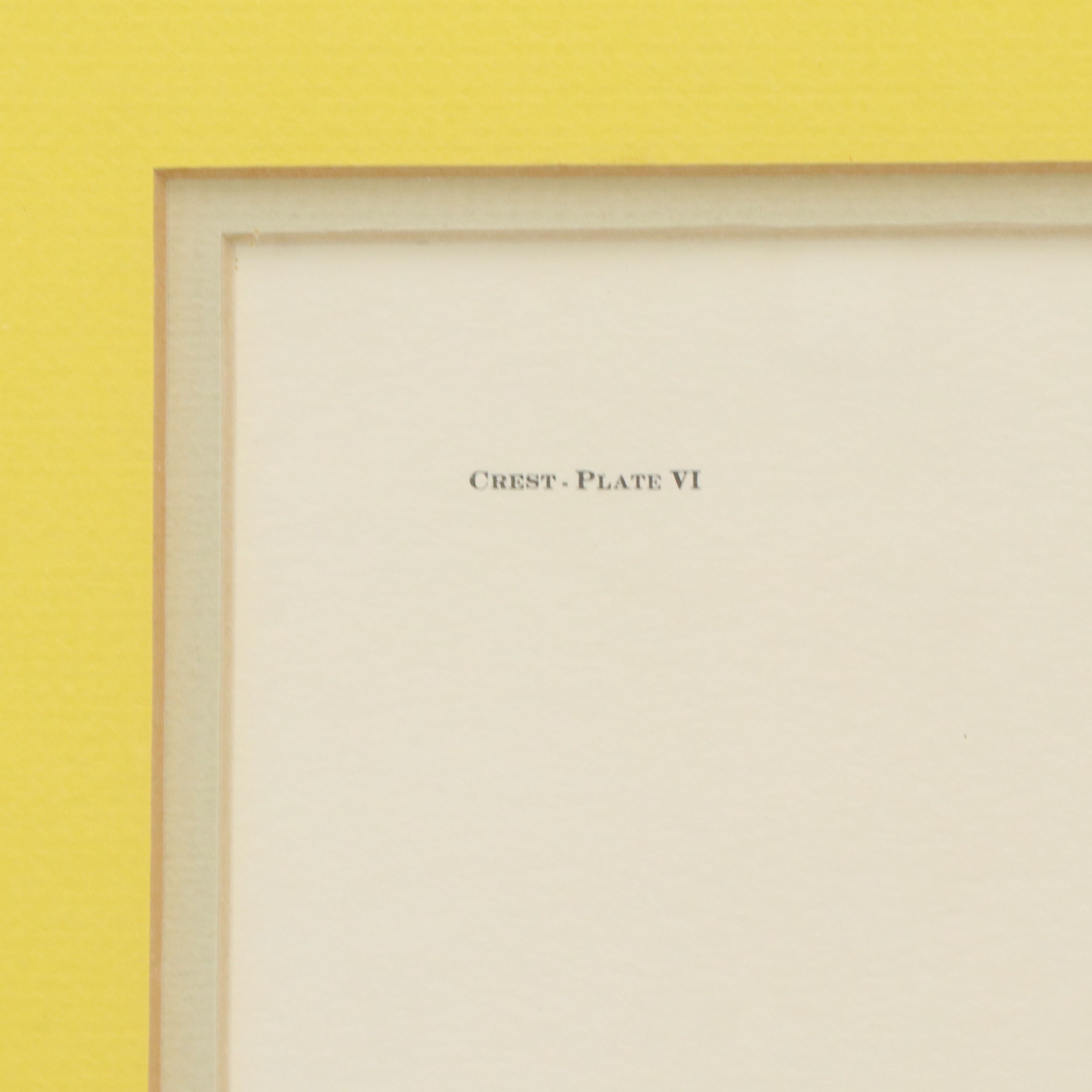 Ray Harm Offset Lithograph "Yellow-breasted Chat"