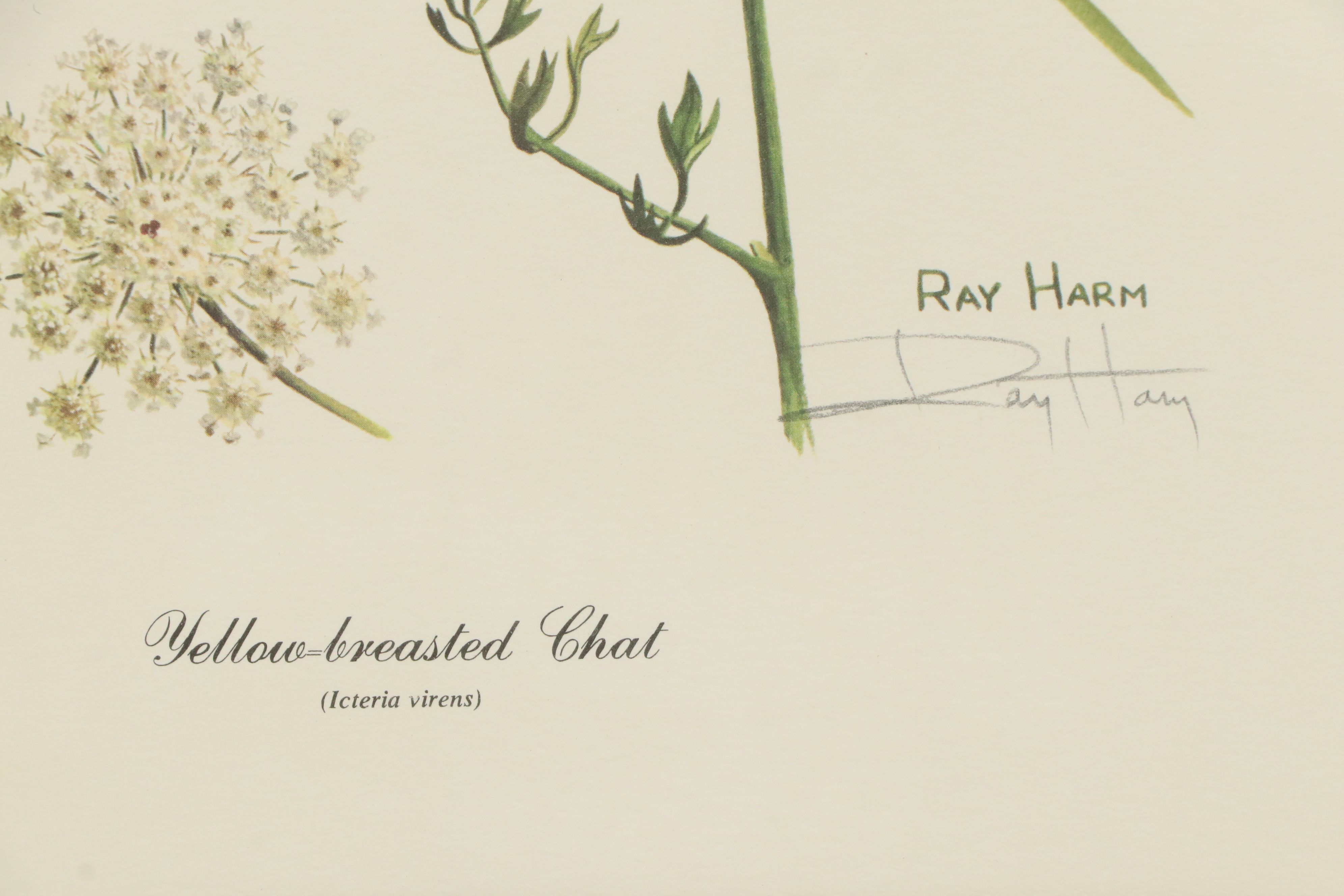Ray Harm Offset Lithograph "Yellow-breasted Chat"