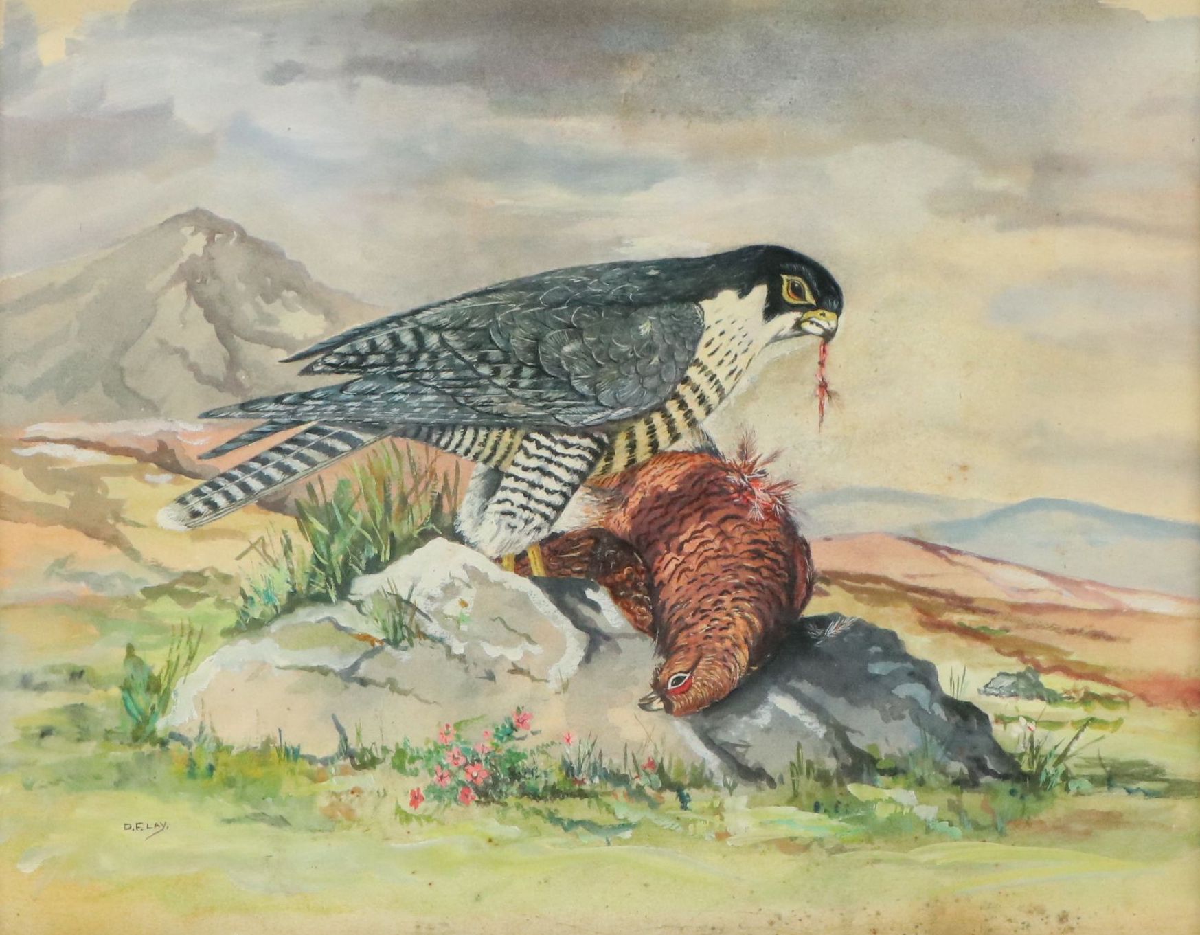 D. F. Lay Watercolor Painting of Peregrine Falcon Feeding on Red Grouse