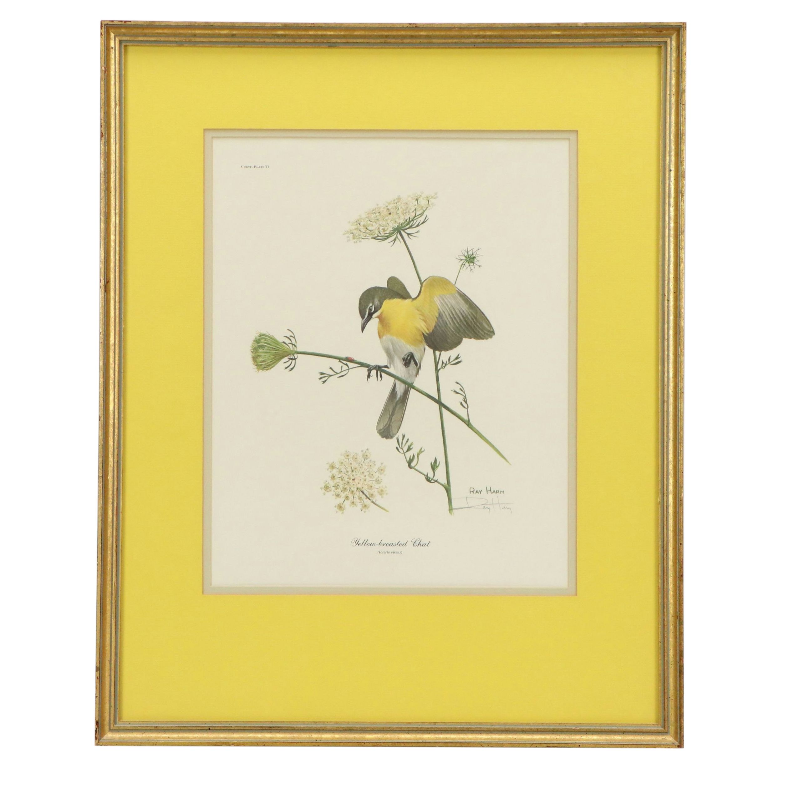 Ray Harm Offset Lithograph "Yellow-breasted Chat"