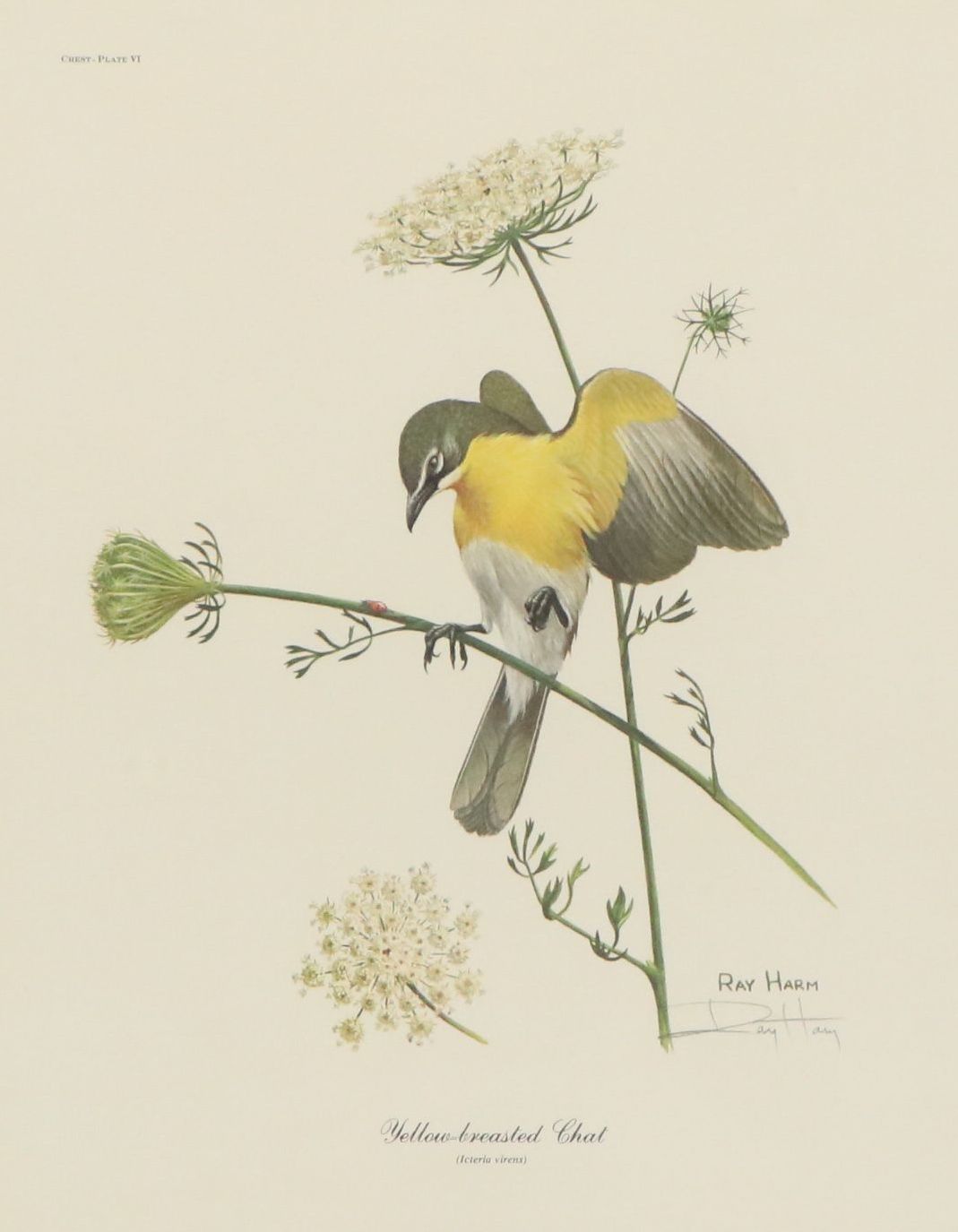 Ray Harm Offset Lithograph "Yellow-breasted Chat"