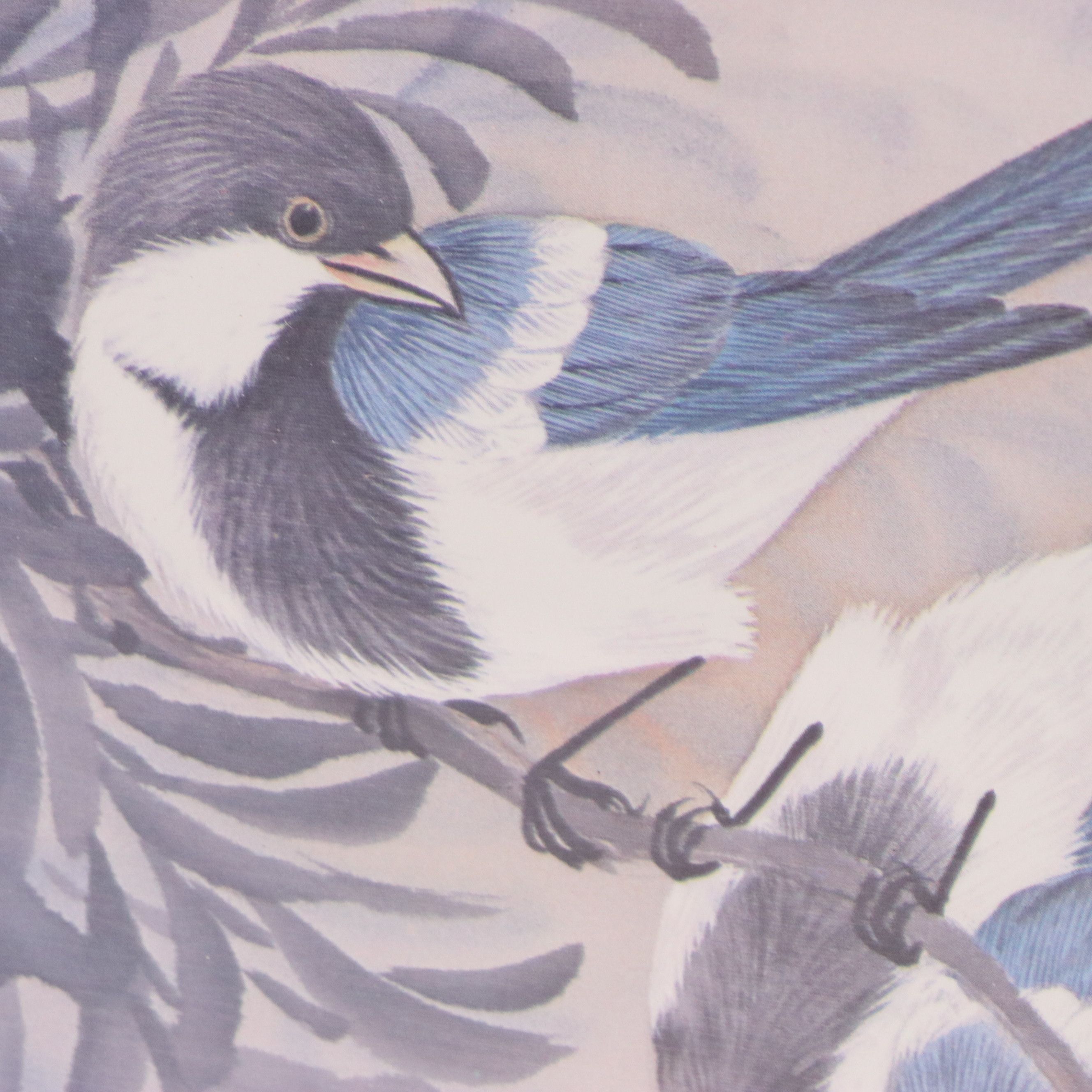 Offset Lithographs of Ornithological Studies, 20th to 21st Century