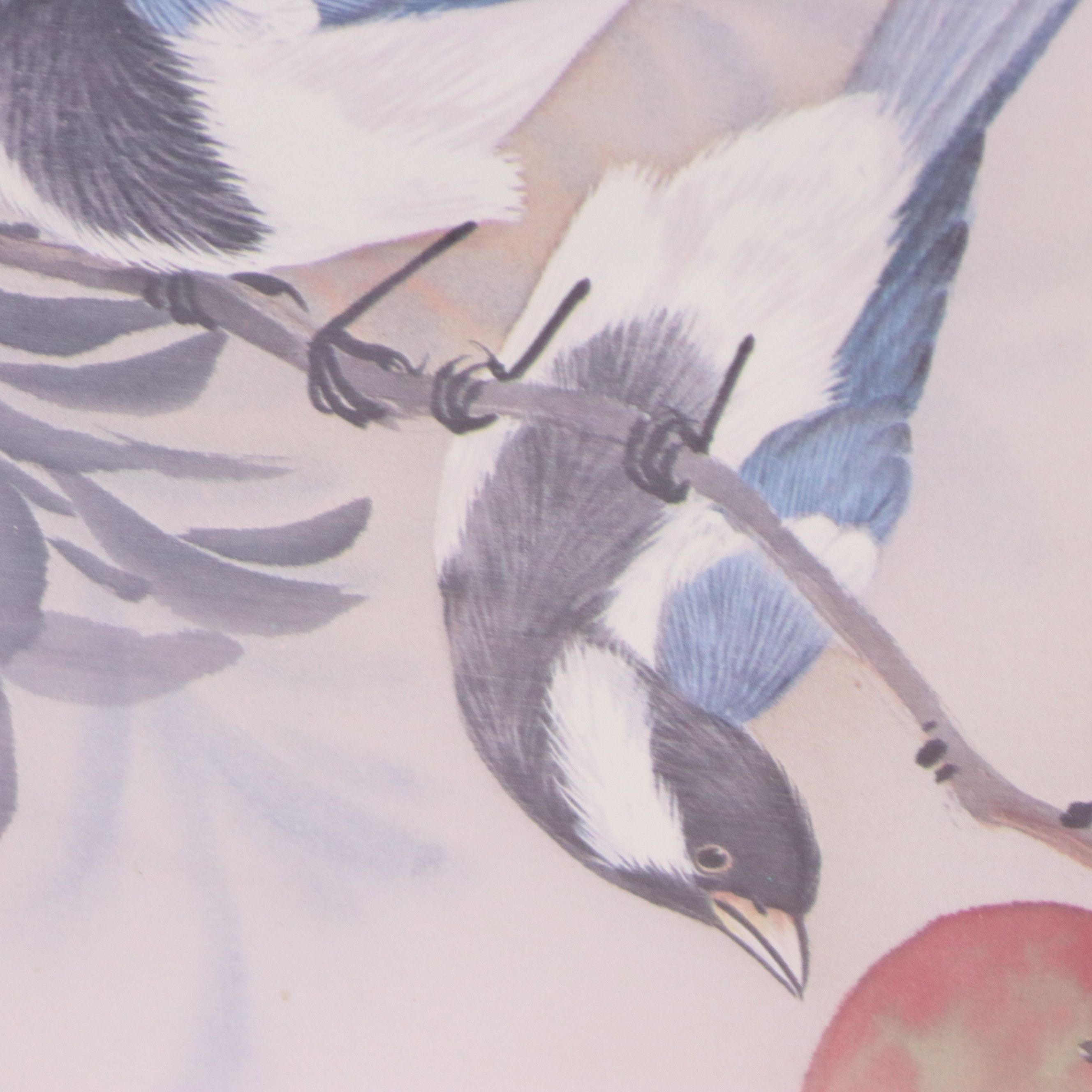 Offset Lithographs of Ornithological Studies, 20th to 21st Century