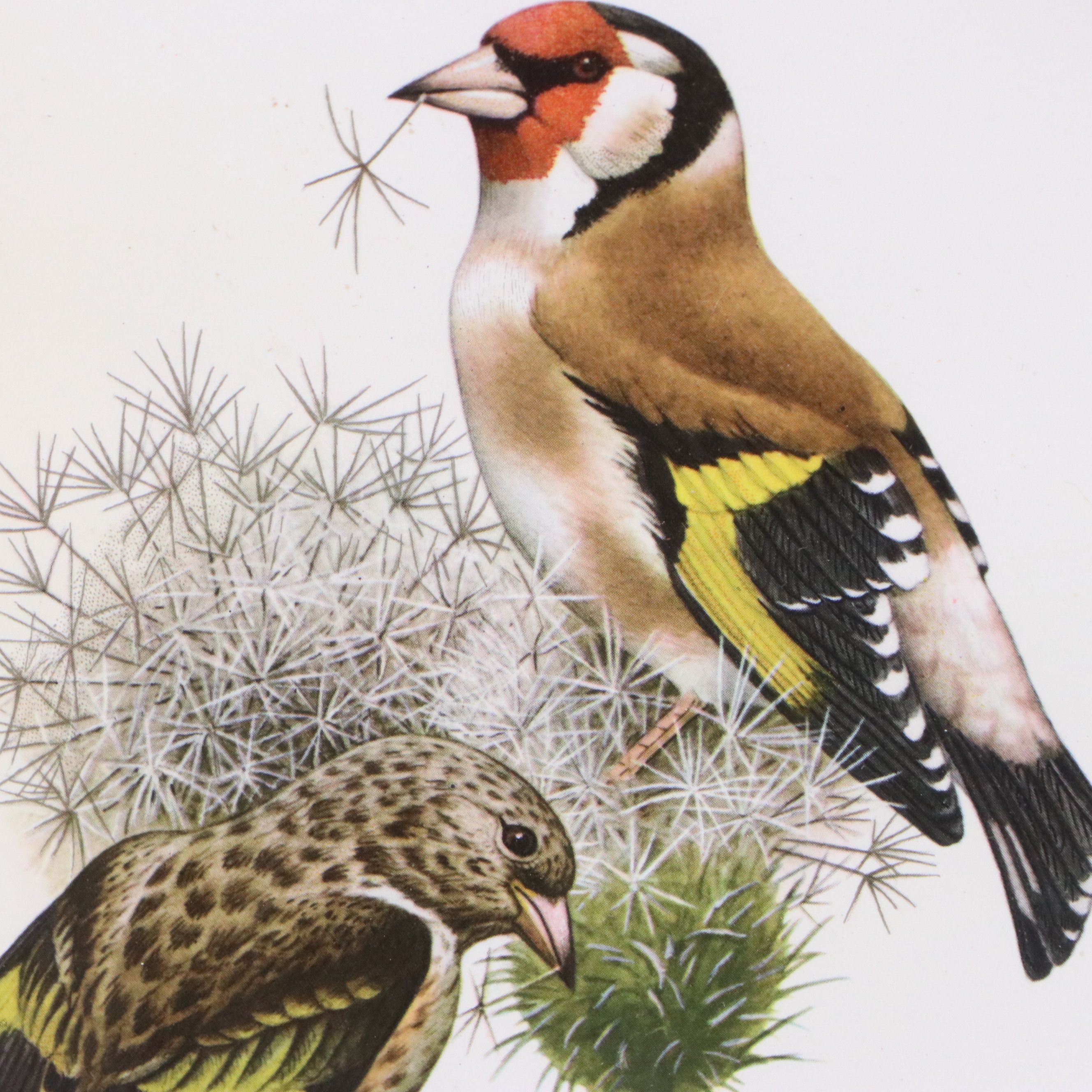 Offset Lithographs of Ornithological Studies, 20th to 21st Century