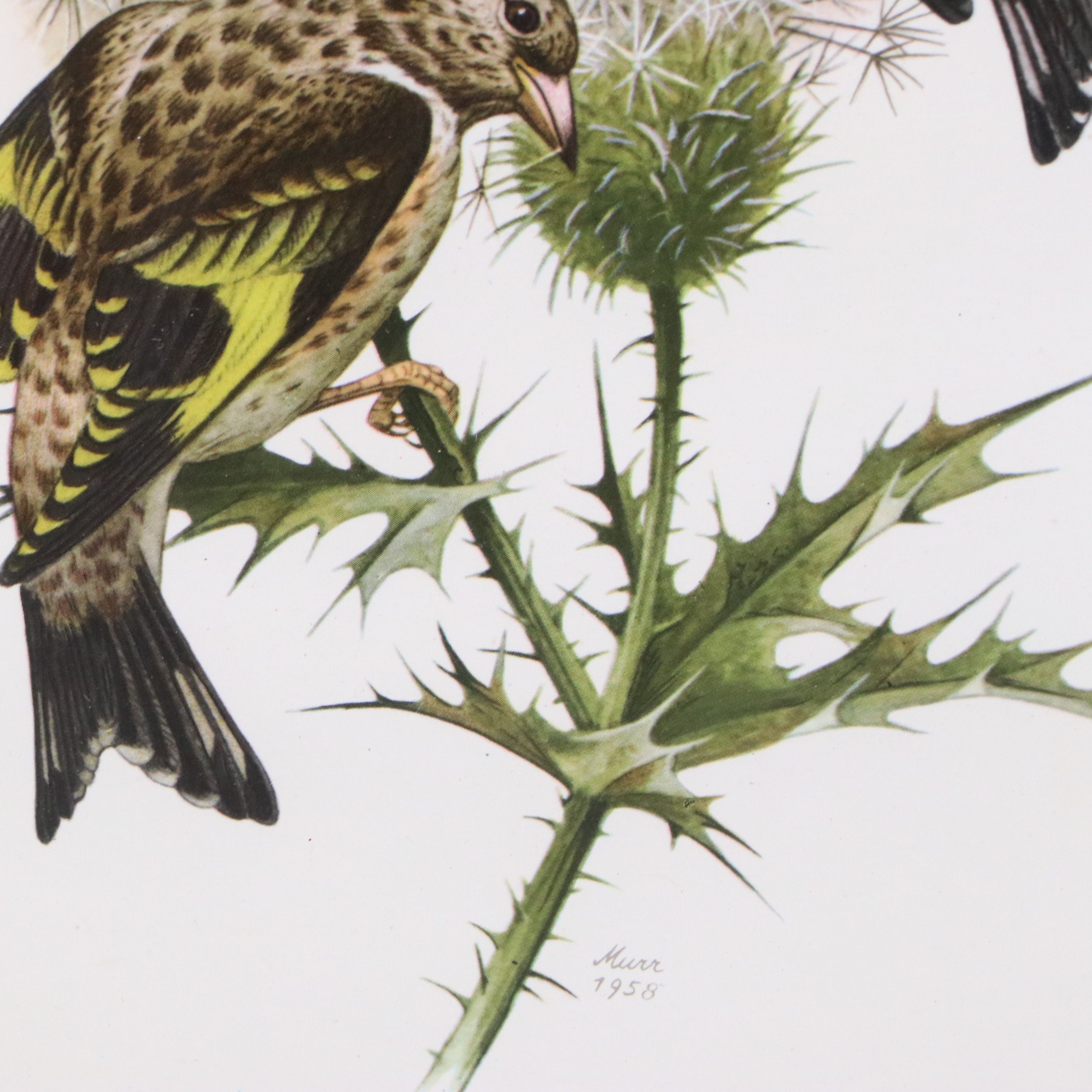 Offset Lithographs of Ornithological Studies, 20th to 21st Century