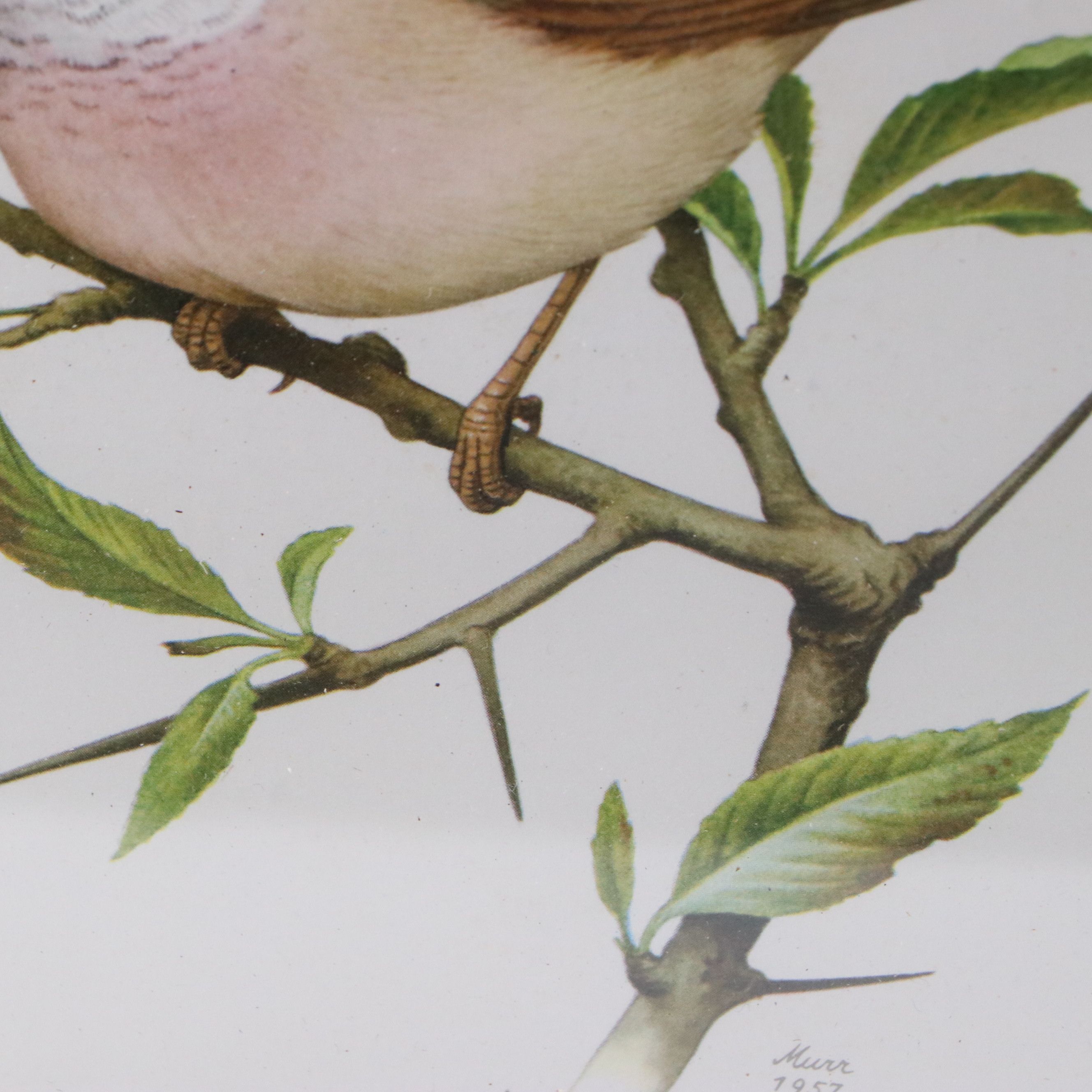 Offset Lithographs of Ornithological Studies, 20th to 21st Century