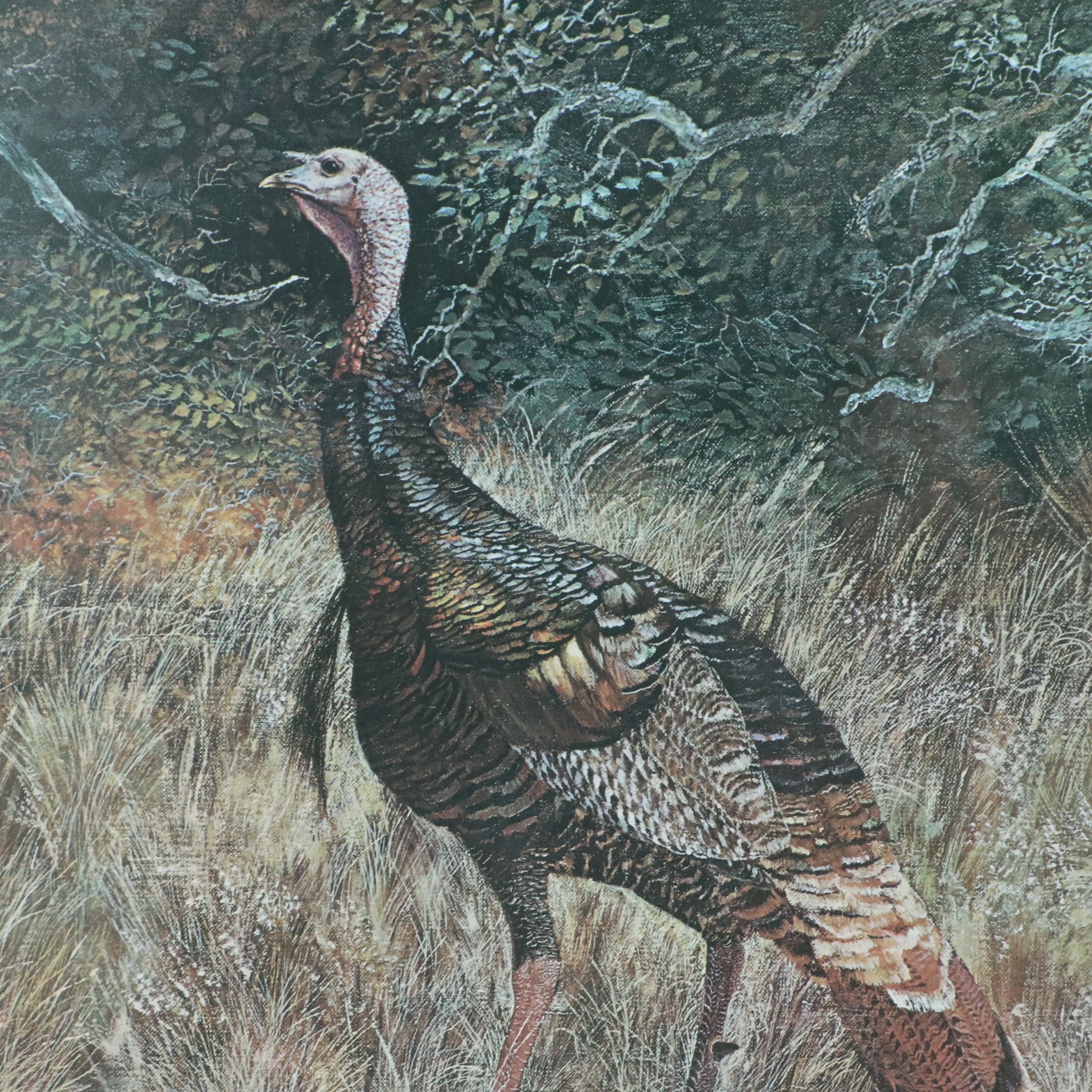 Offset Lithograph After Travis Keese "Wild Turkey," Mid-20th to 21st Century
