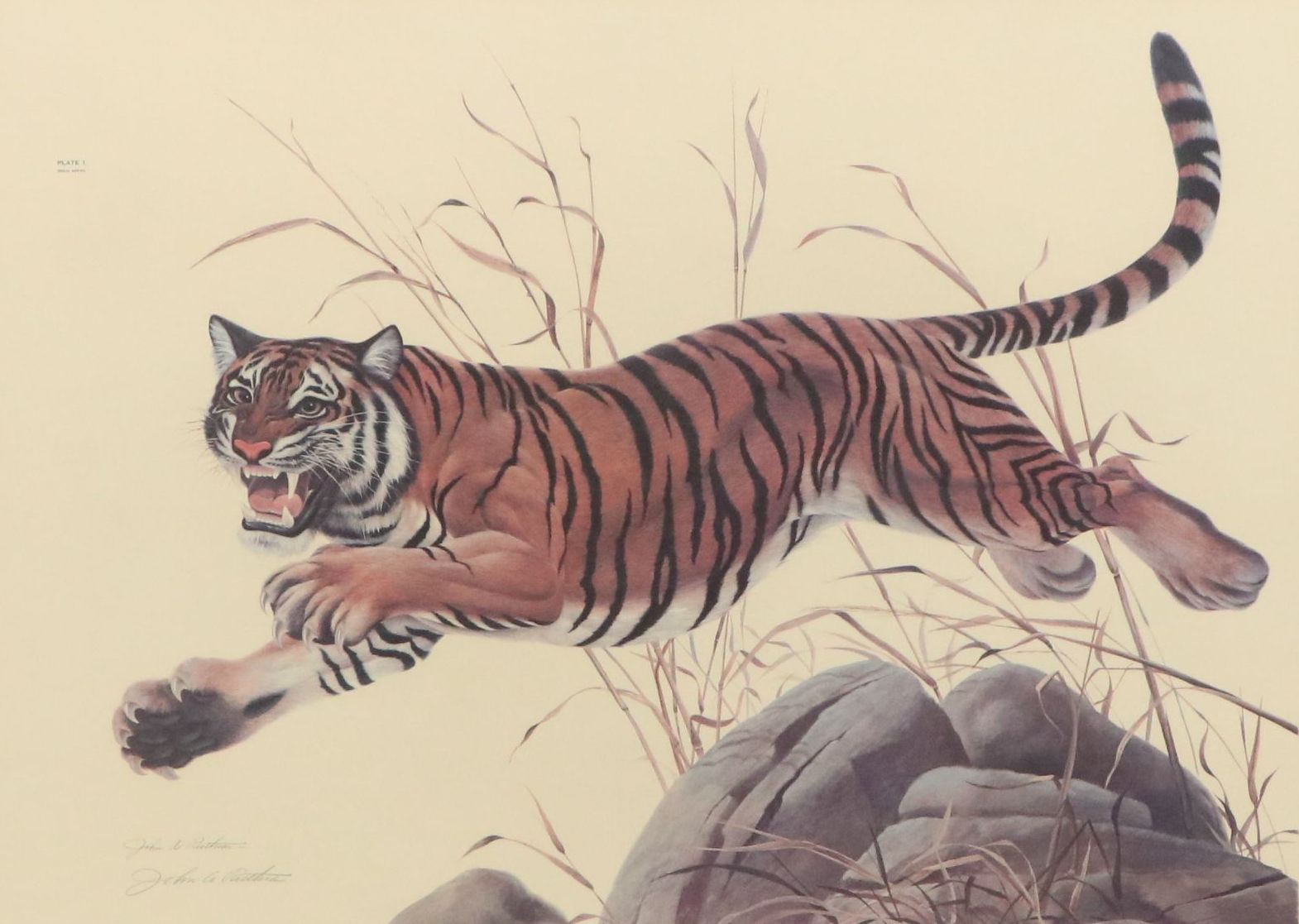John Ruthven Offset Lithograph "Bengal Tiger," 1968