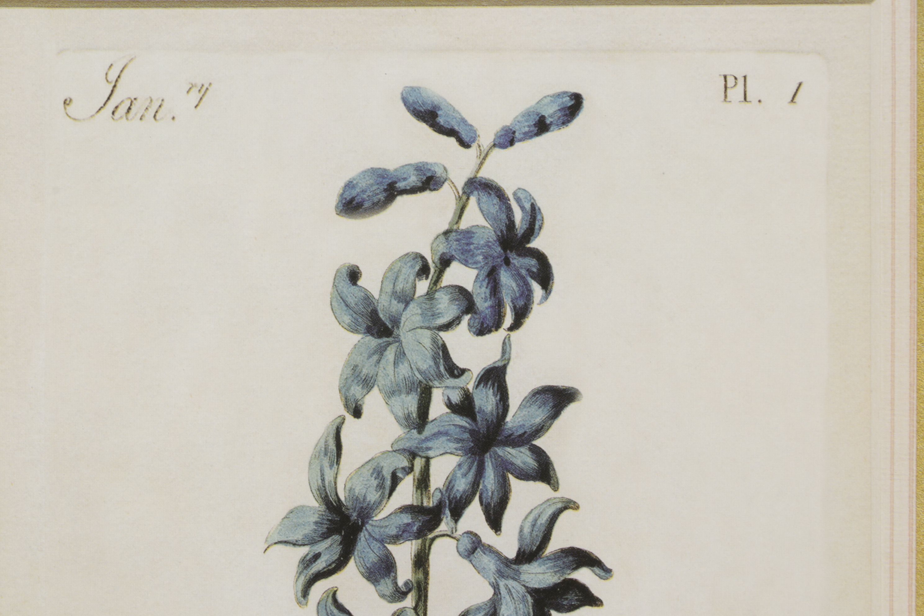 Offset Lithograph After Carington Bowles "Hyacinth", Late 20th Century