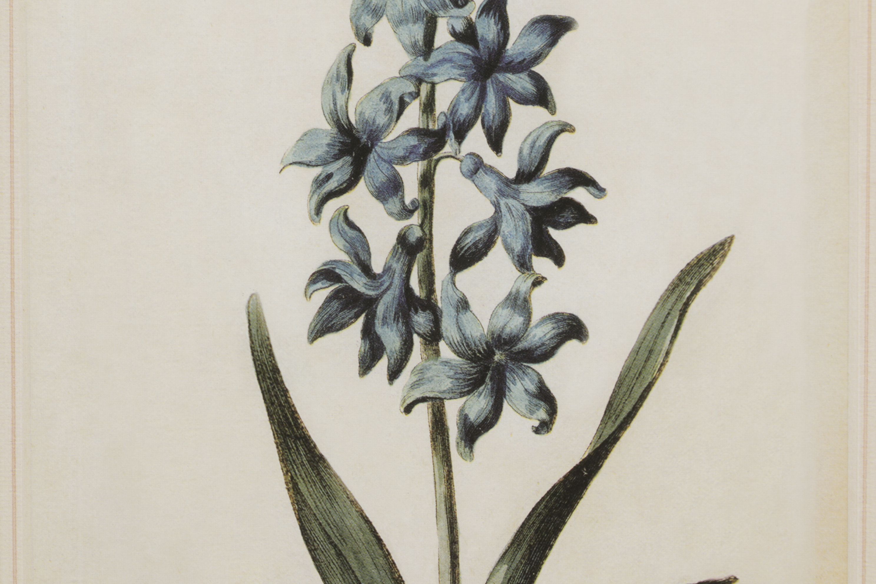 Offset Lithograph After Carington Bowles "Hyacinth", Late 20th Century
