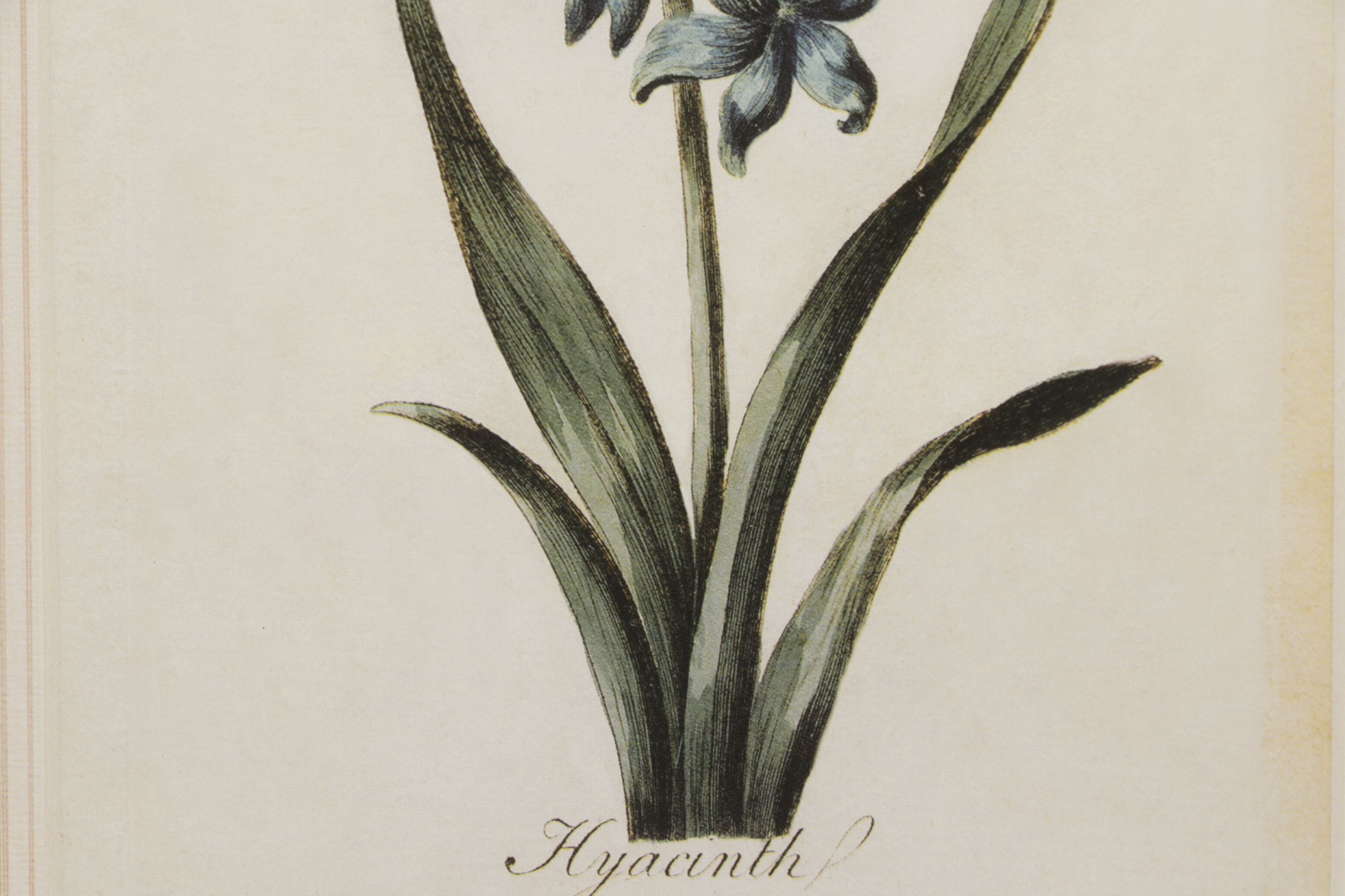 Offset Lithograph After Carington Bowles "Hyacinth", Late 20th Century