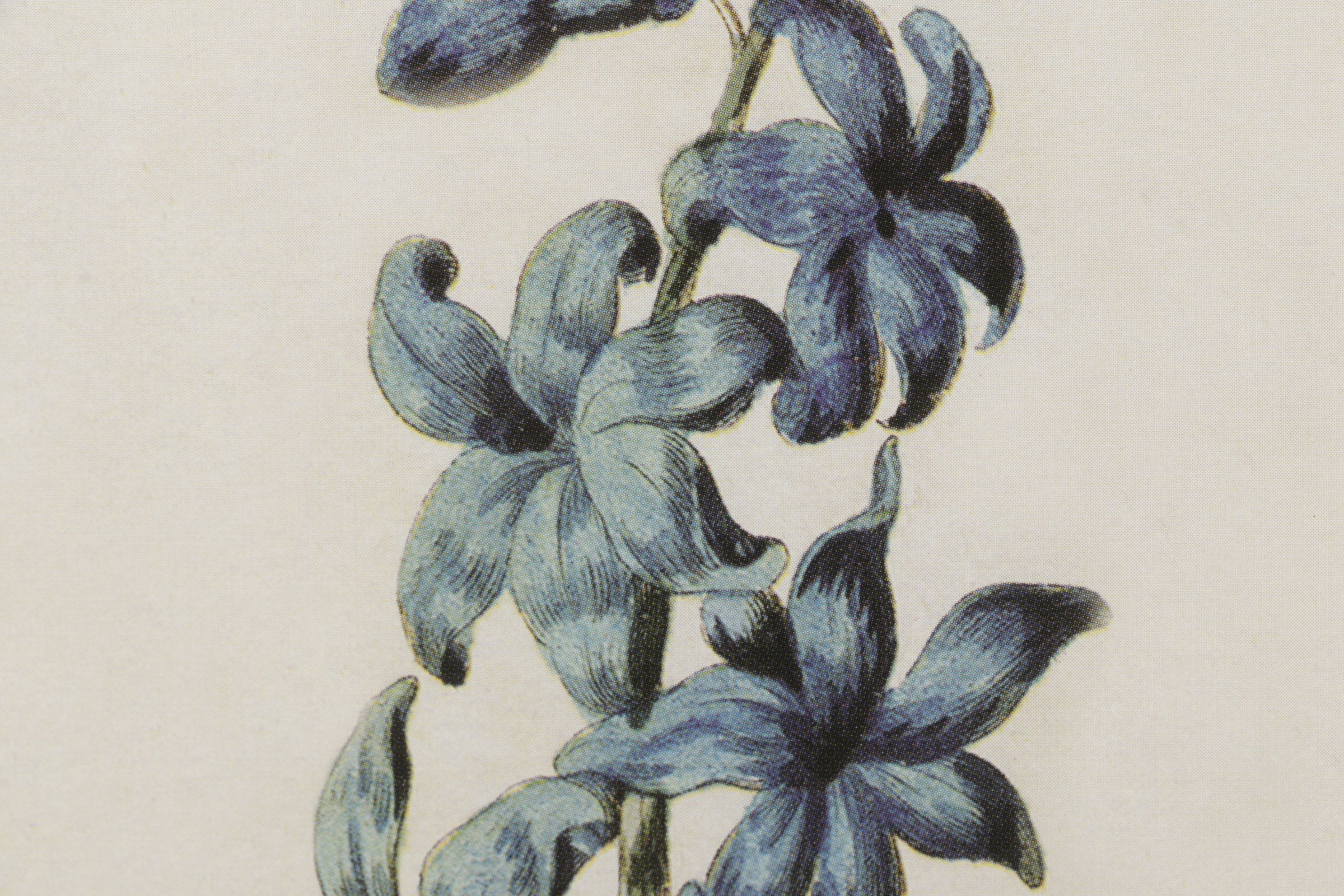 Offset Lithograph After Carington Bowles "Hyacinth", Late 20th Century