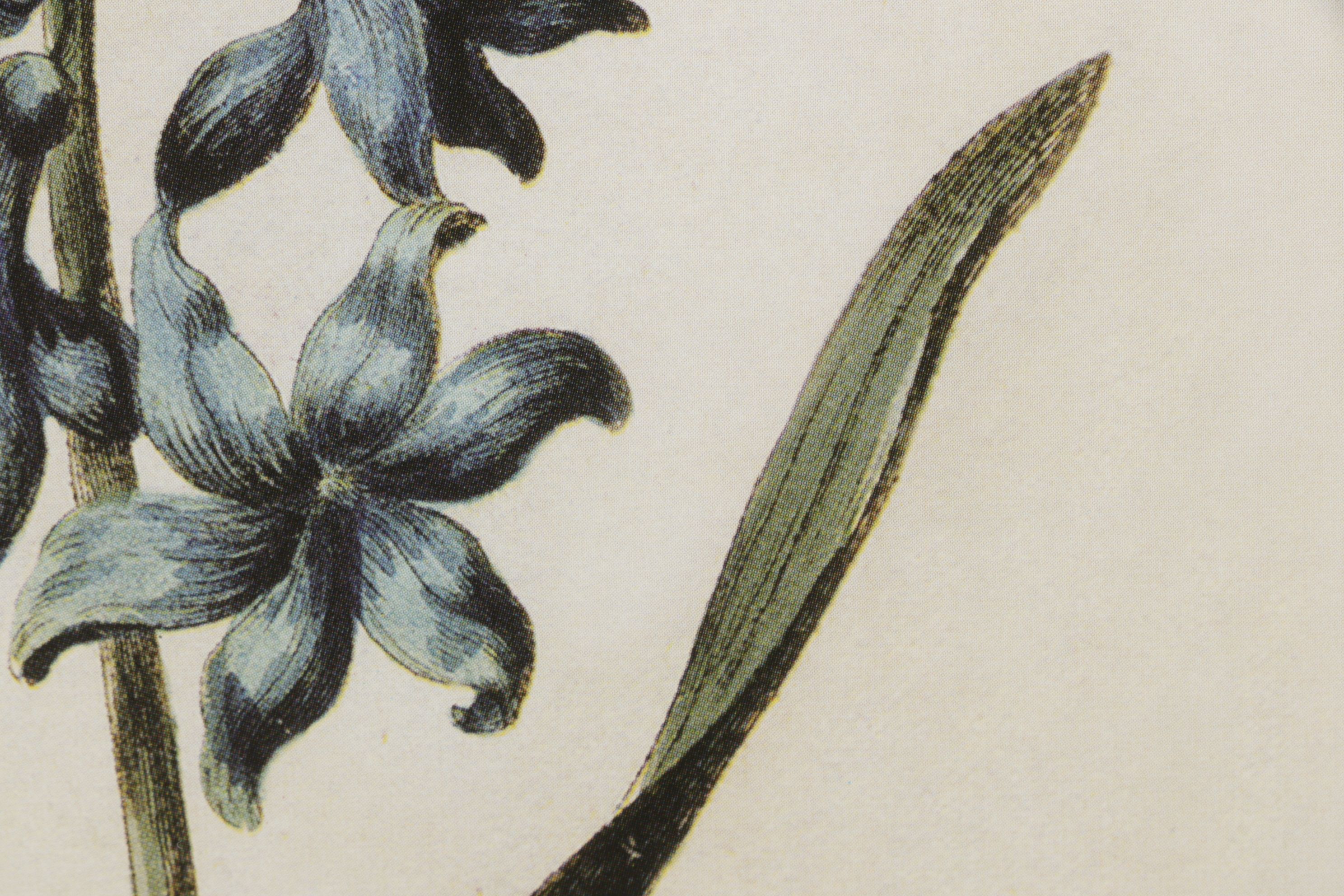 Offset Lithograph After Carington Bowles "Hyacinth", Late 20th Century