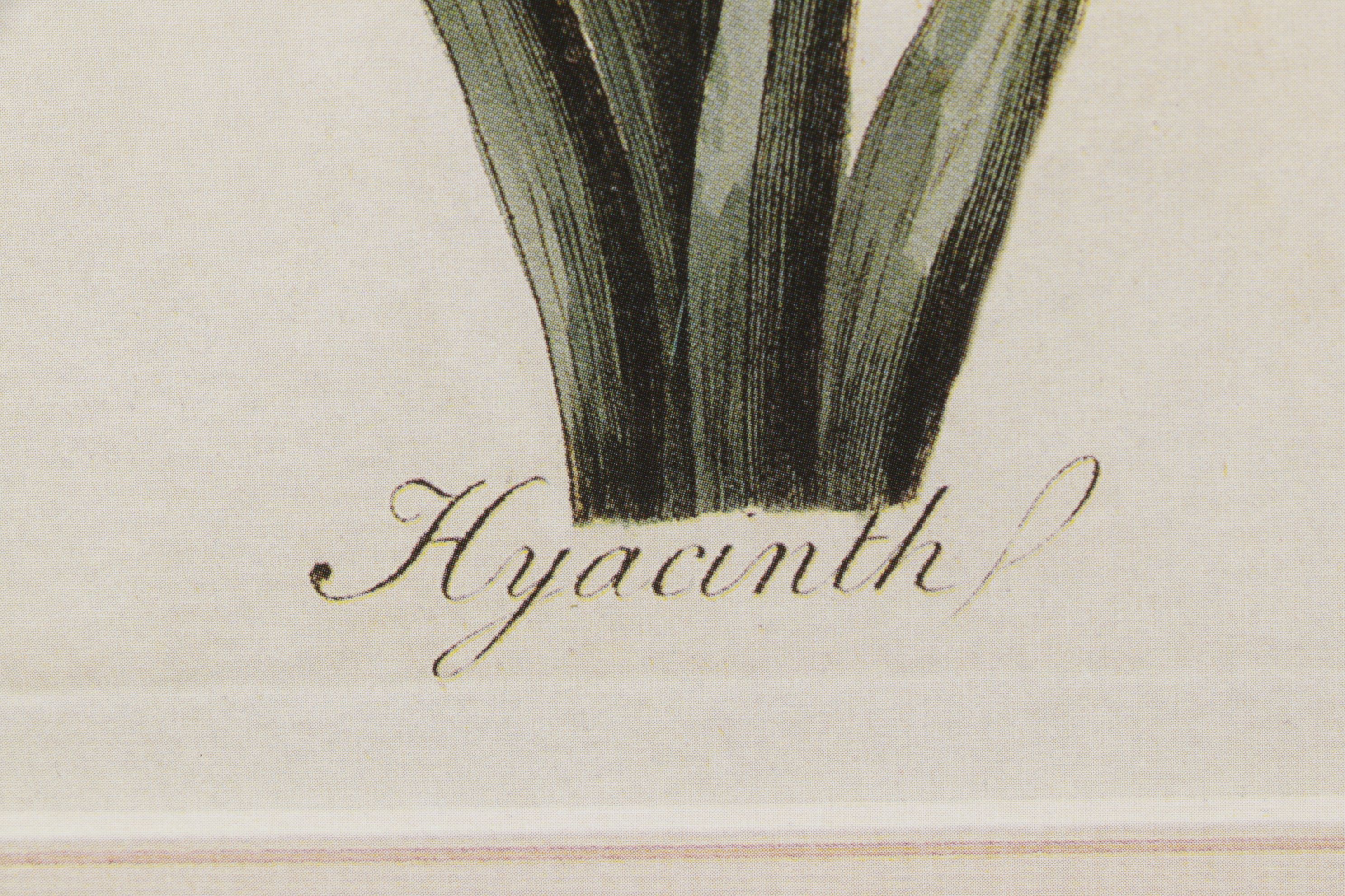 Offset Lithograph After Carington Bowles "Hyacinth", Late 20th Century