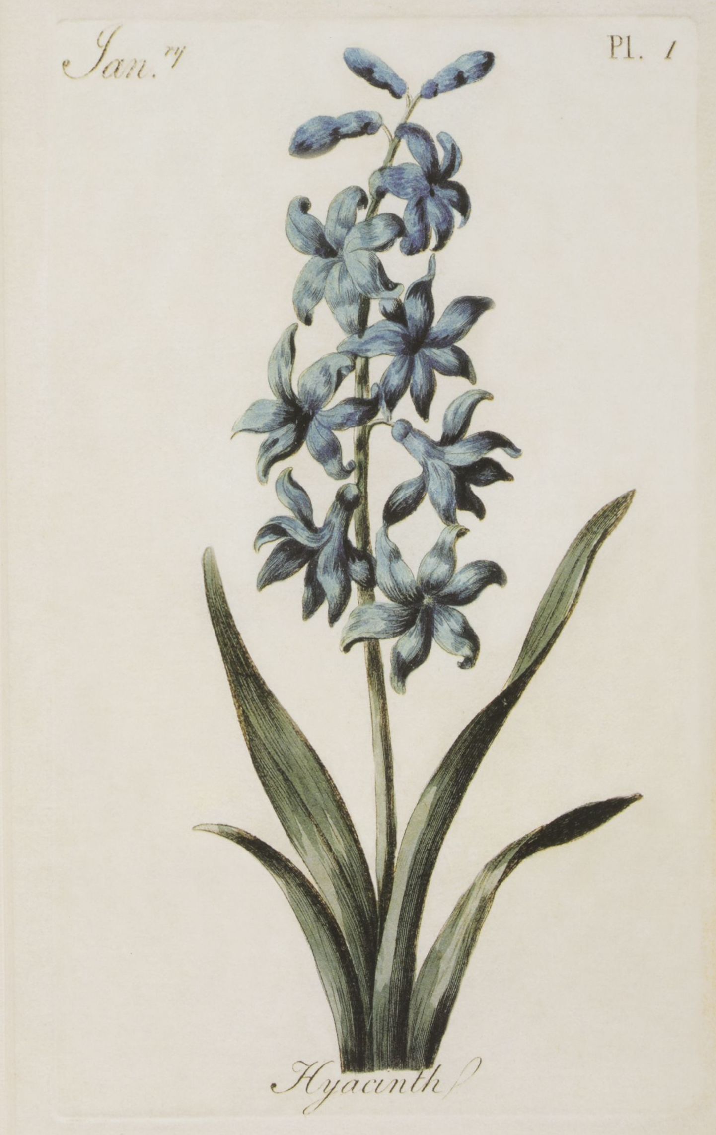 Offset Lithograph After Carington Bowles "Hyacinth", Late 20th Century